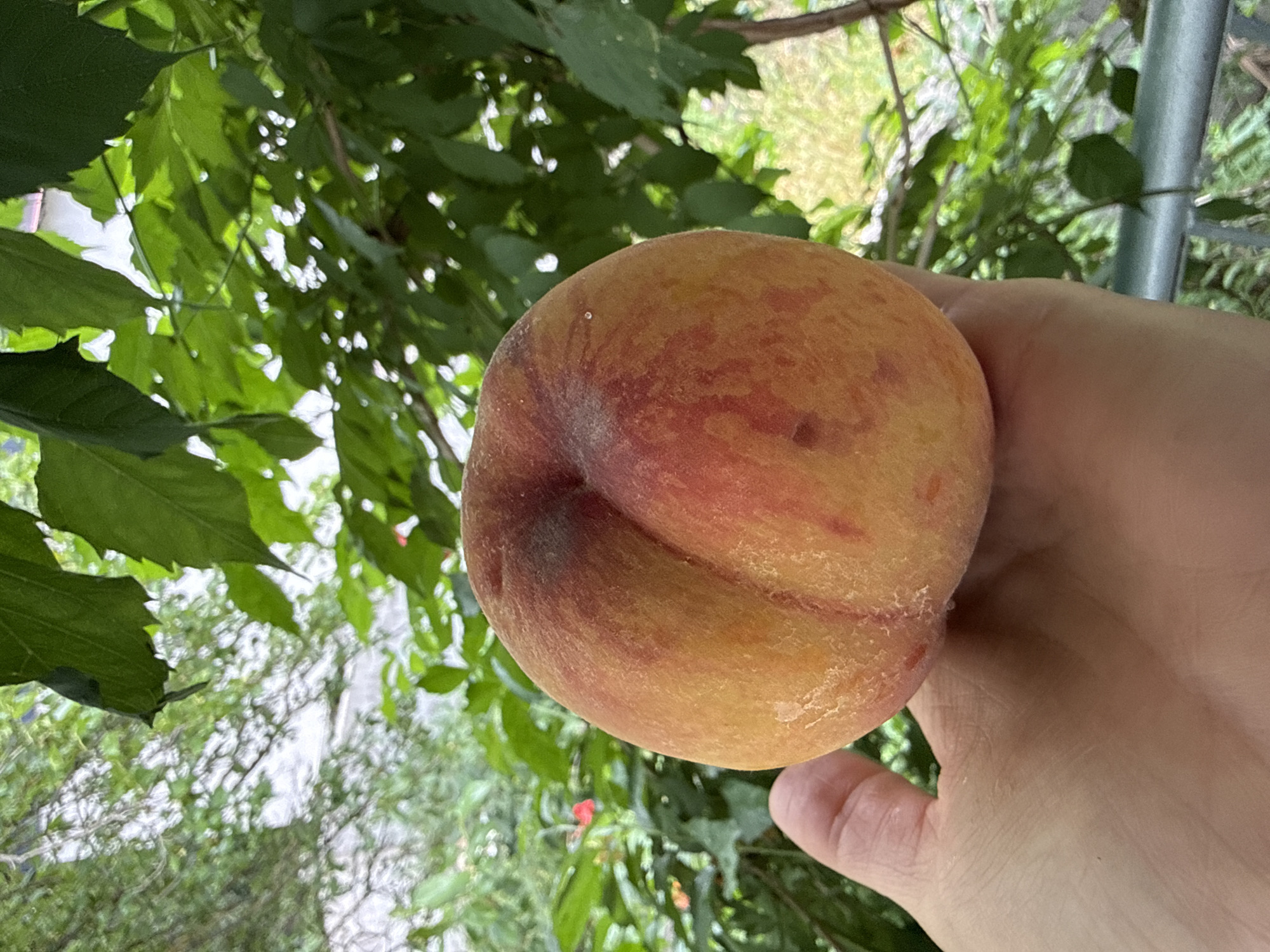 Dilijan garden harvest meets Vatican art in one morning's photos