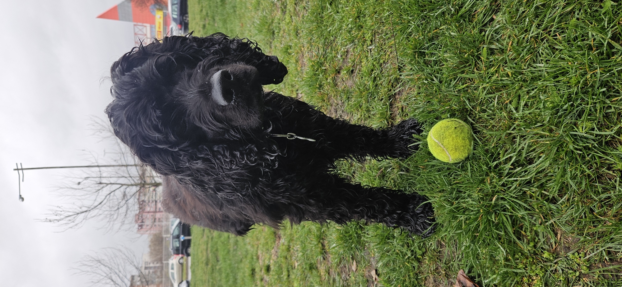 Black dog spotted on grass near tennis ball in Sofia