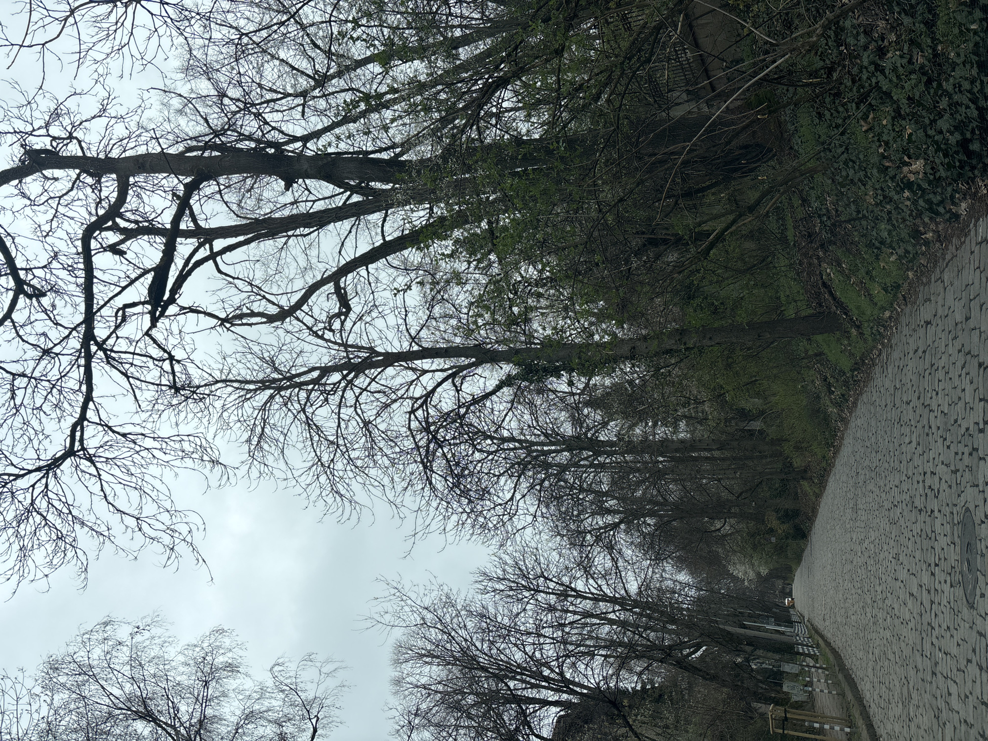 Spring awakening captured on Sofia cobblestone path