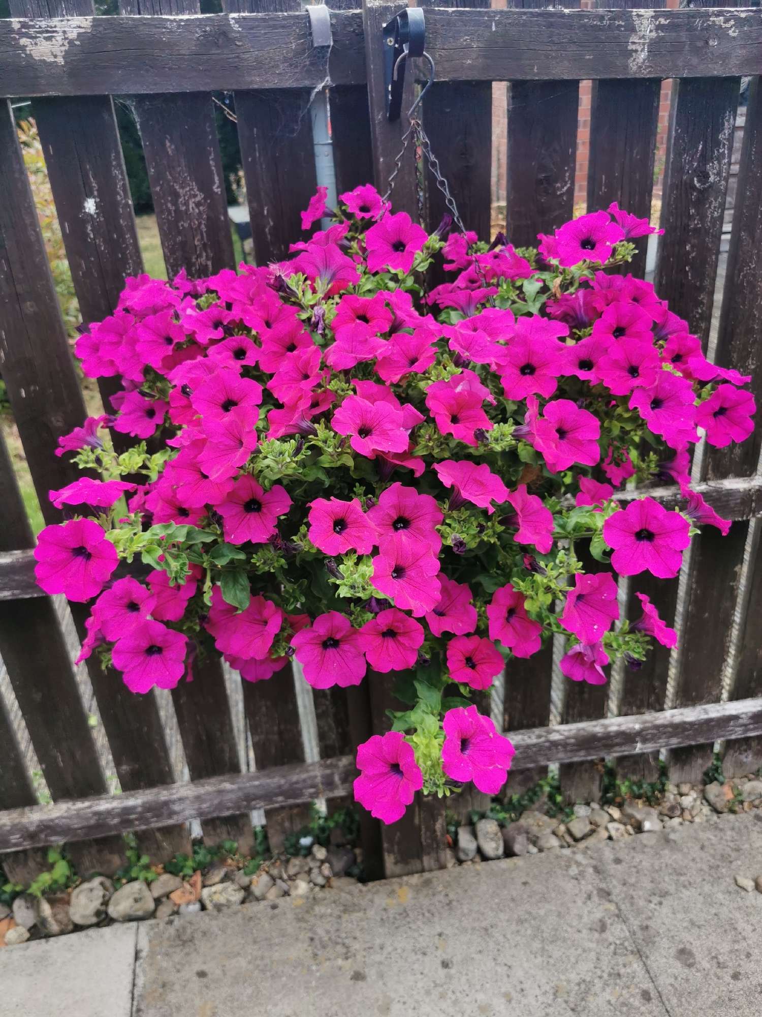 Ripon garden on a summer morning, flowers and all