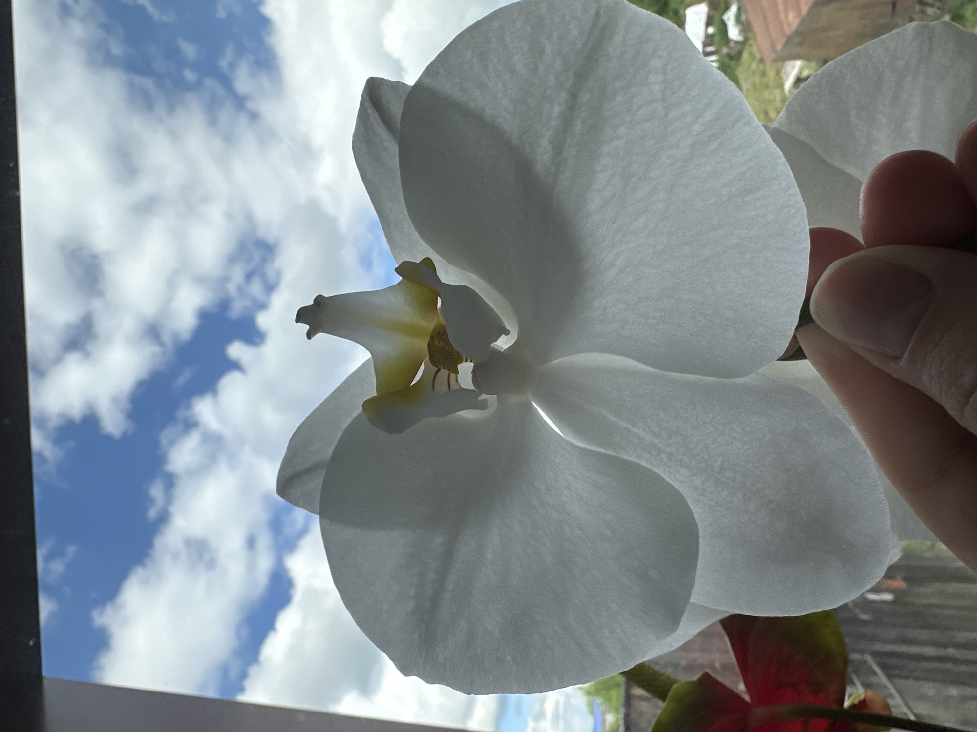 Morning snapshots feature playful cat, orchid bloom, cloudy skies