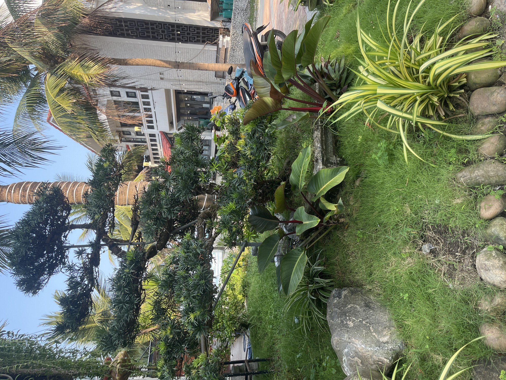Residential garden scene documented in Đà Nẵng, Vietnam