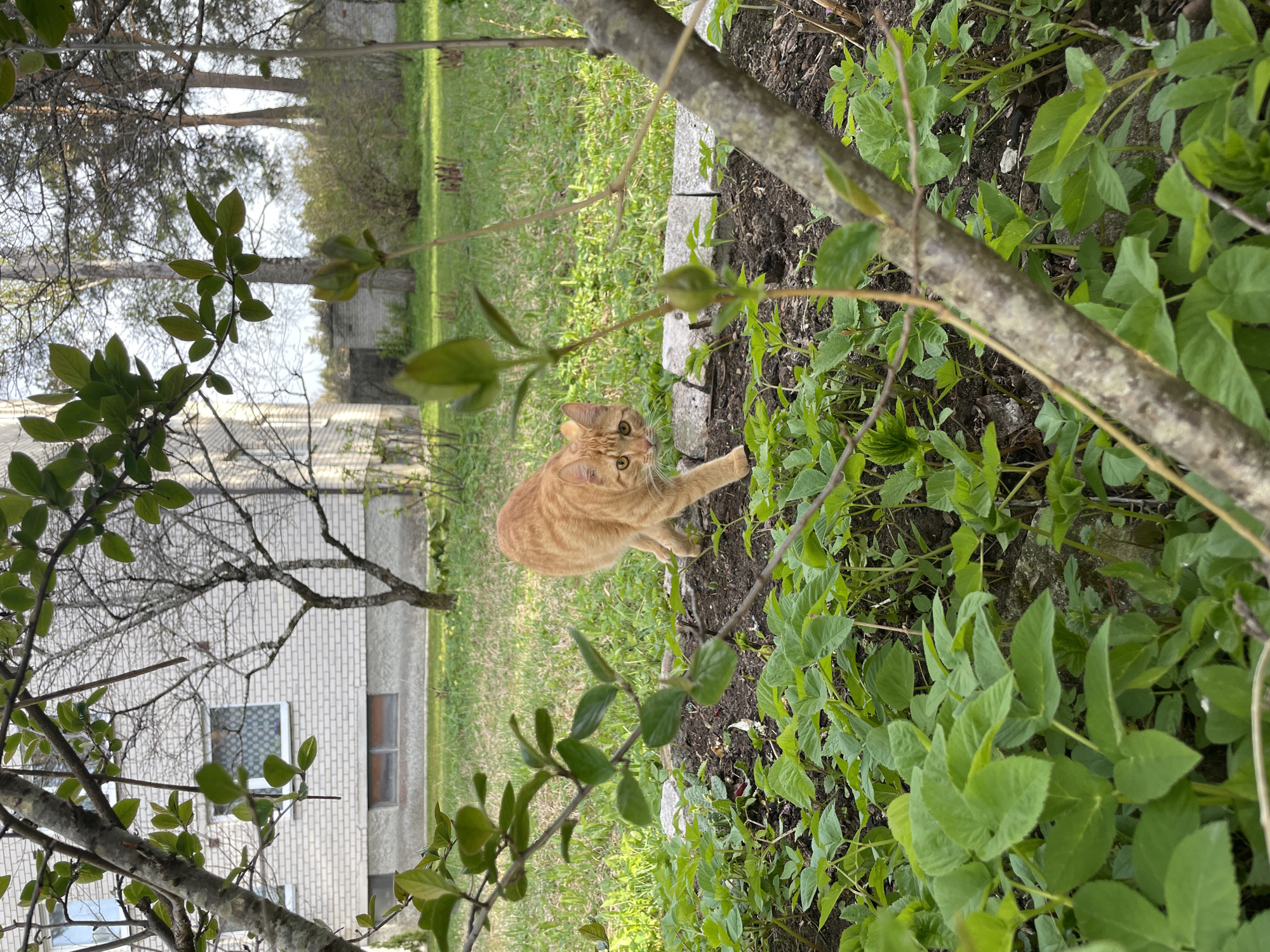Spring afternoon documented through garden scenes in Tallinn