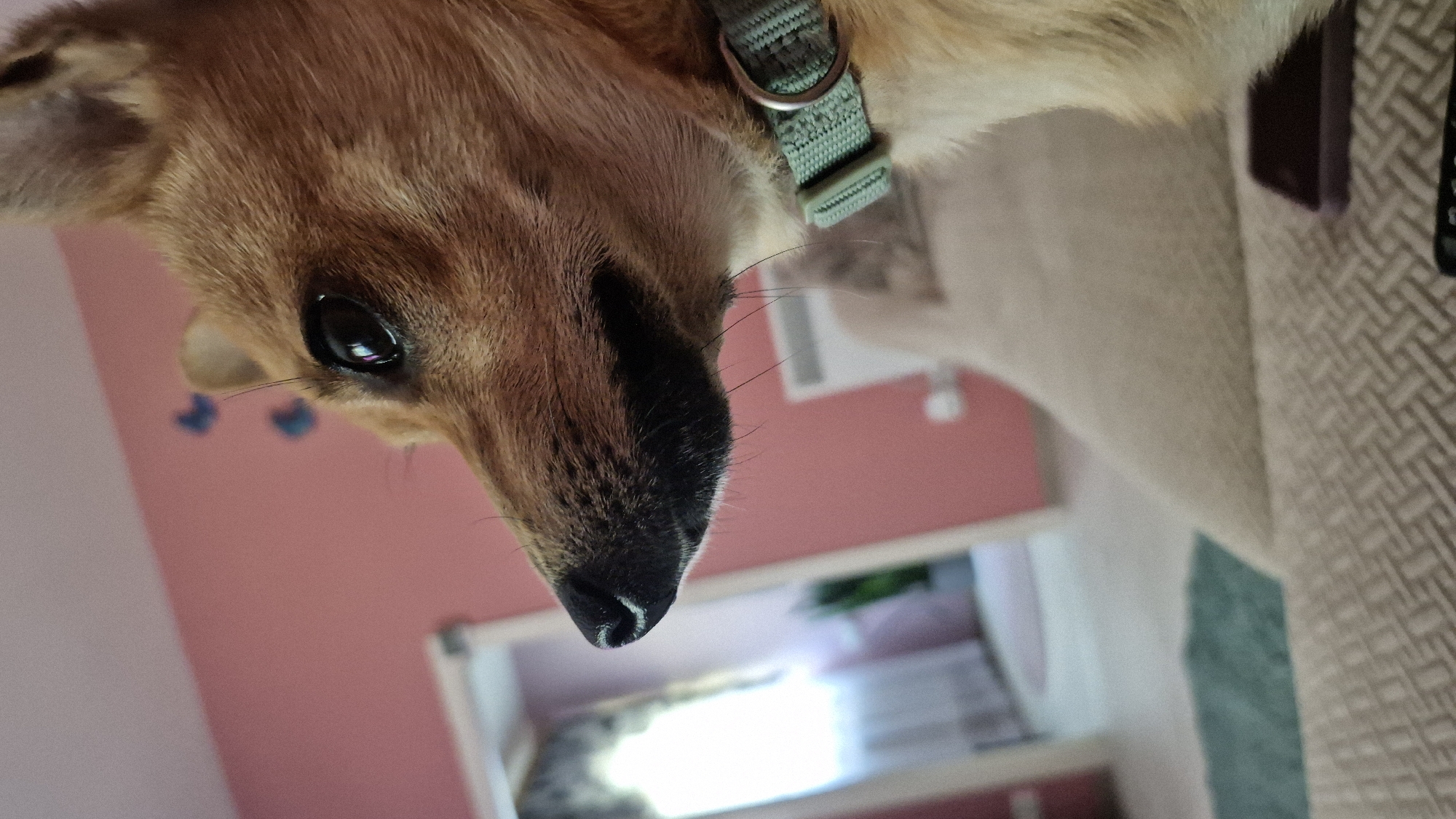 Small tan dog at home, Švenčionys — various angles