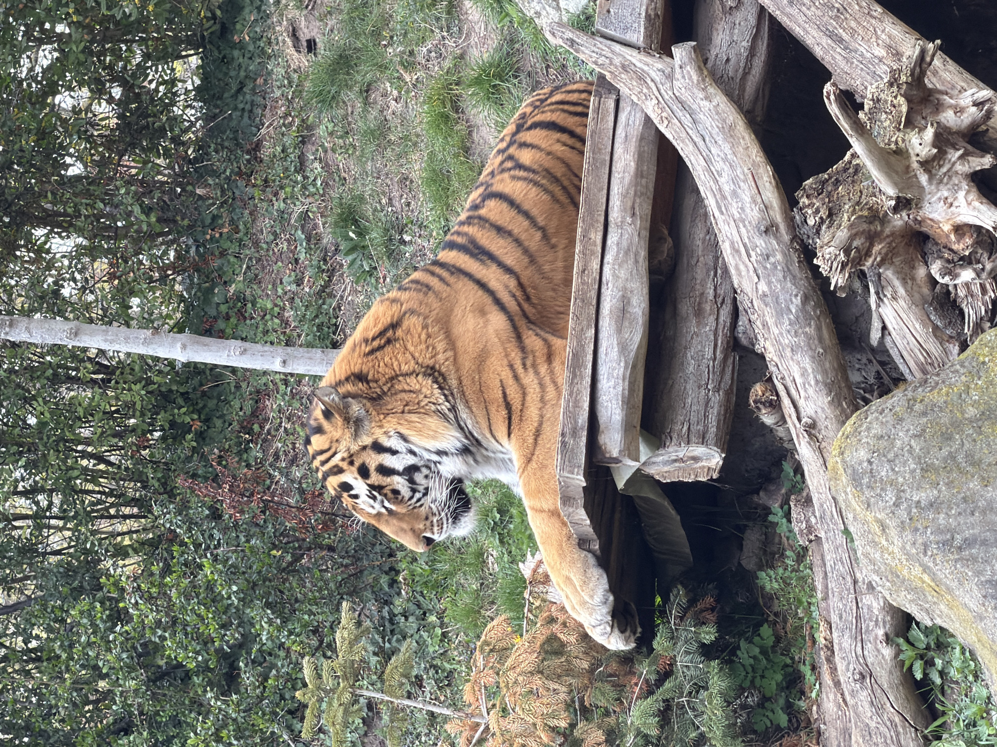 Visitor documents wildlife at Leipzig Zoo during afternoon visit