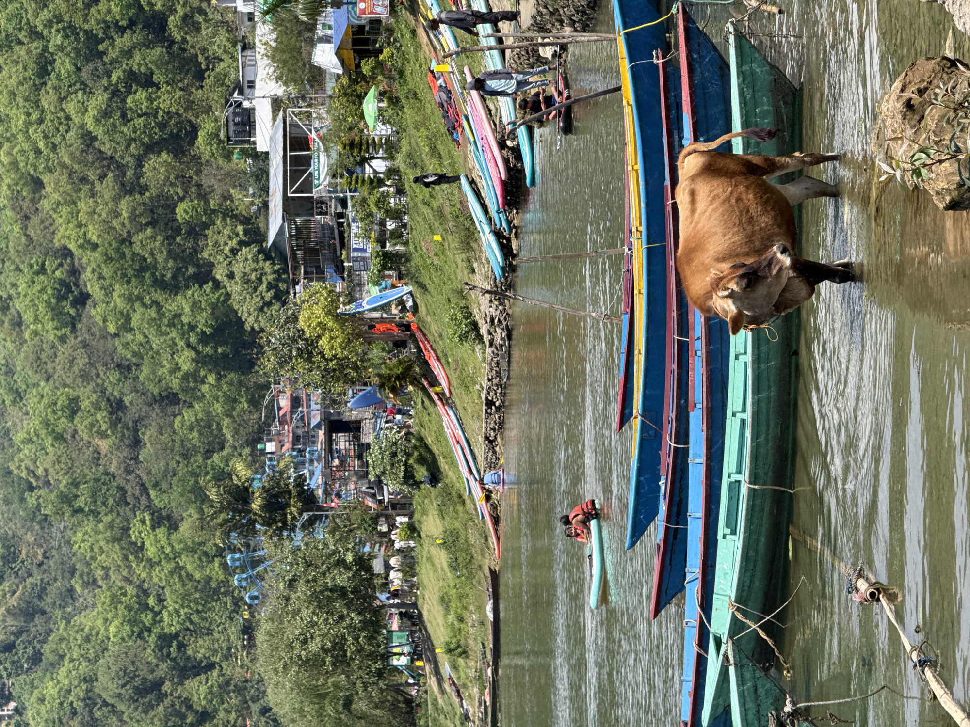 Cow wades among paddleboarders at Pokhara lake