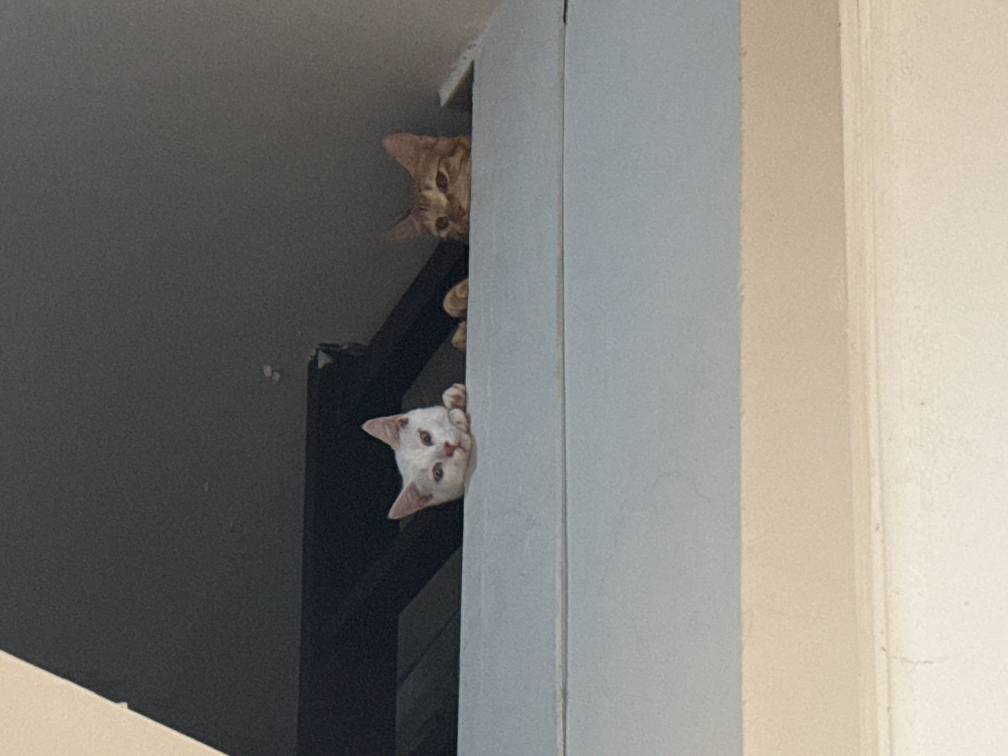 Two cats peer from doorway in Denpasar