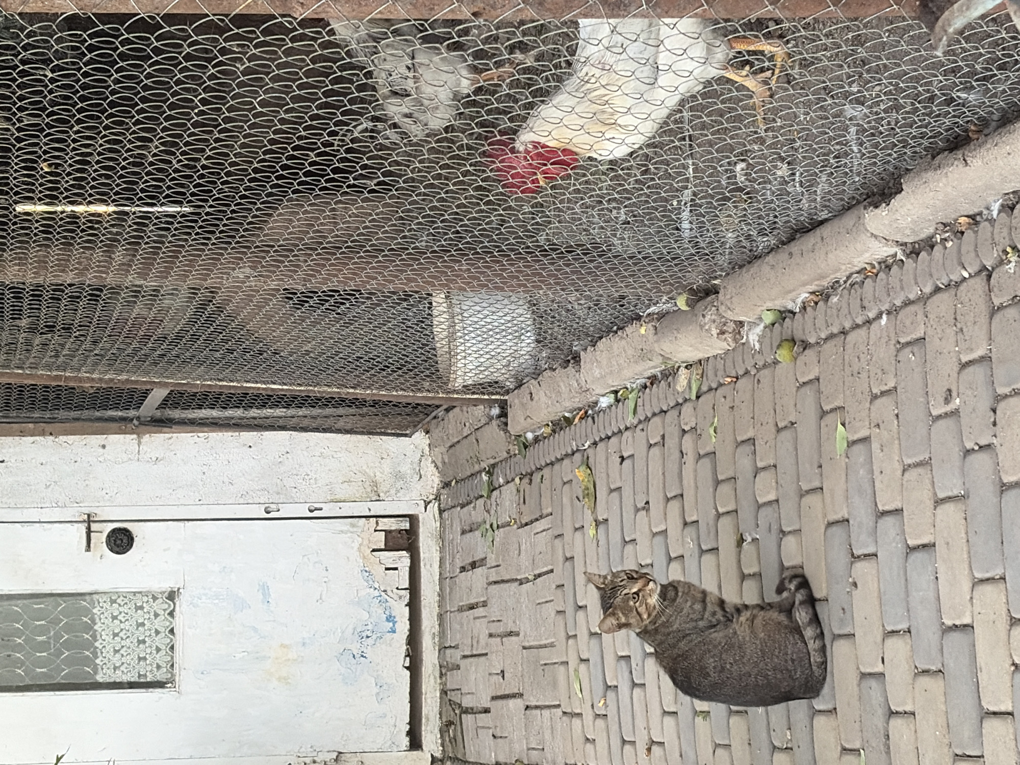Summer backyard barbecue and rural life in Oxentea, Moldova