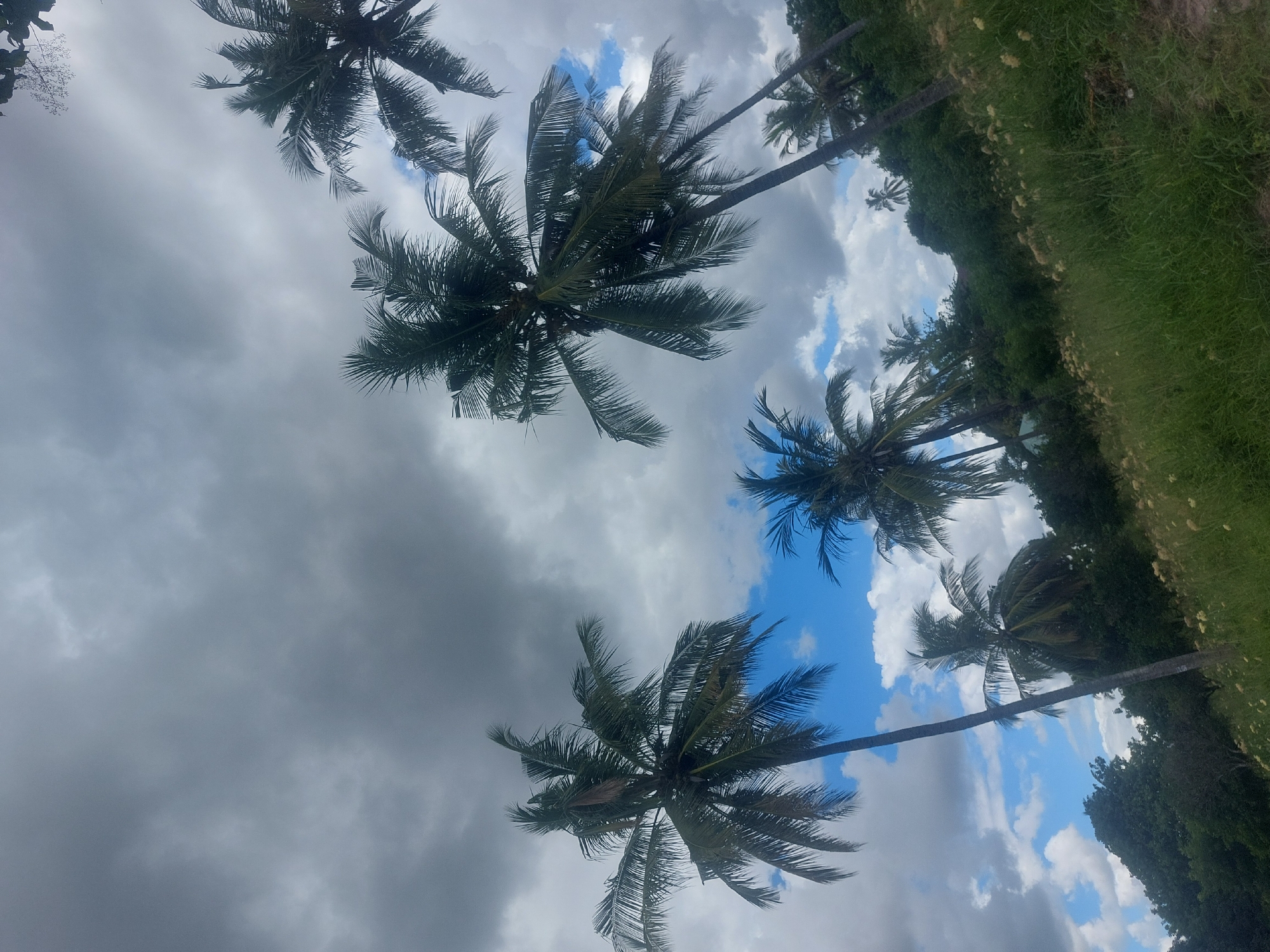 Palm trees photographed under cloudy skies in Dar es Salaam