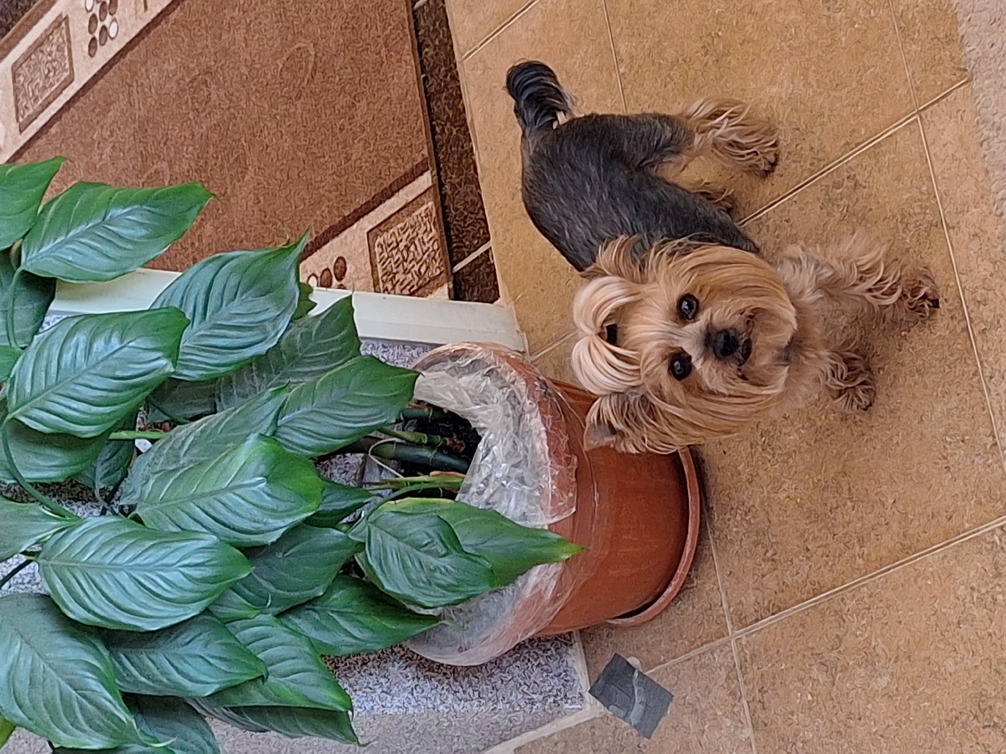 Morning meal prep with Yorkshire Terrier companion in Montana, Bulgaria