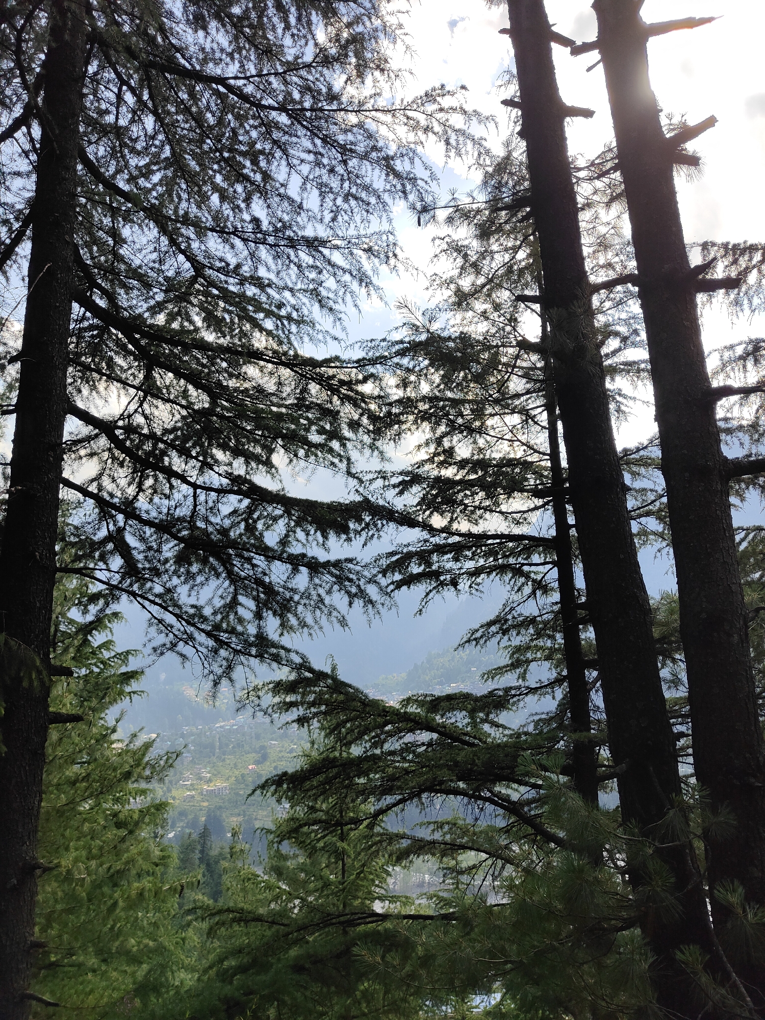 Morning forest walk captured in Old Manali's pine landscapes