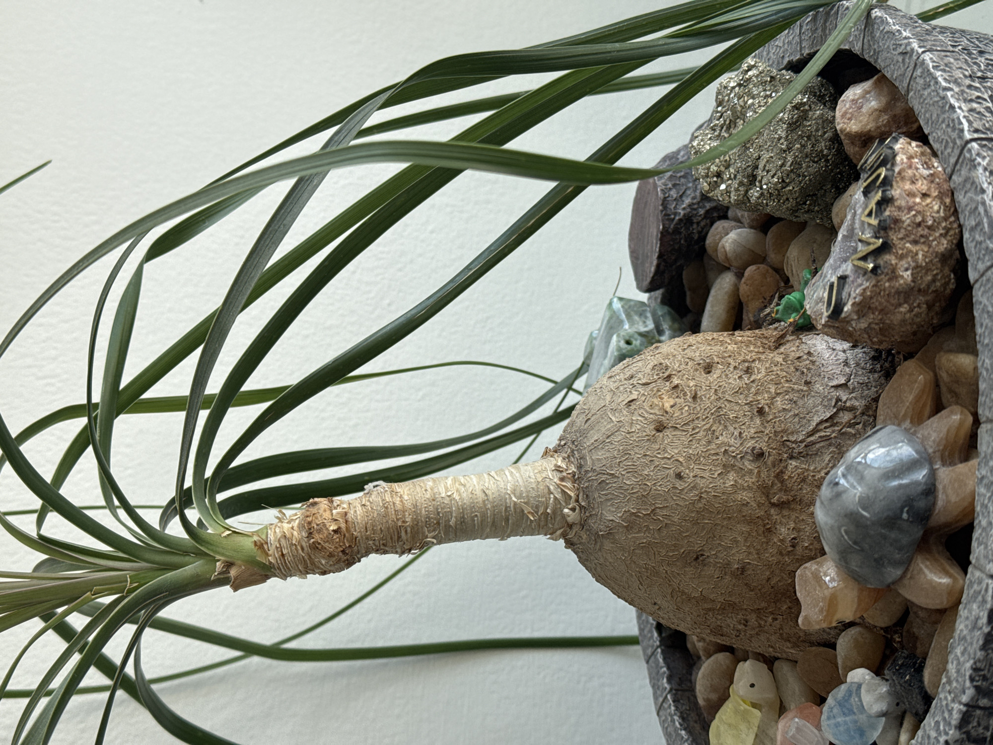 Caudex plant documented in potted container in Tlaxcalancingo, Mexico