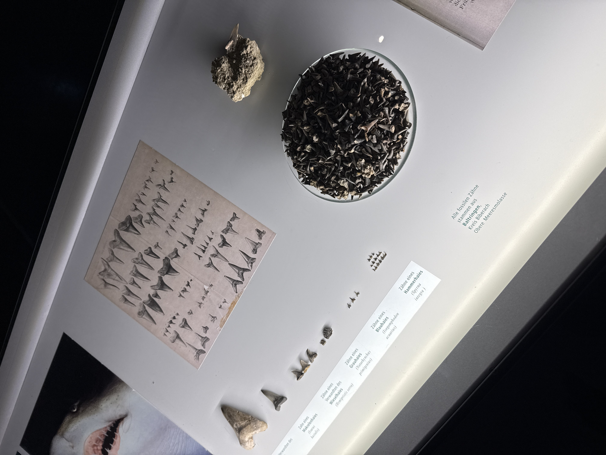 Museum exhibits documented in Biberach an der Riß