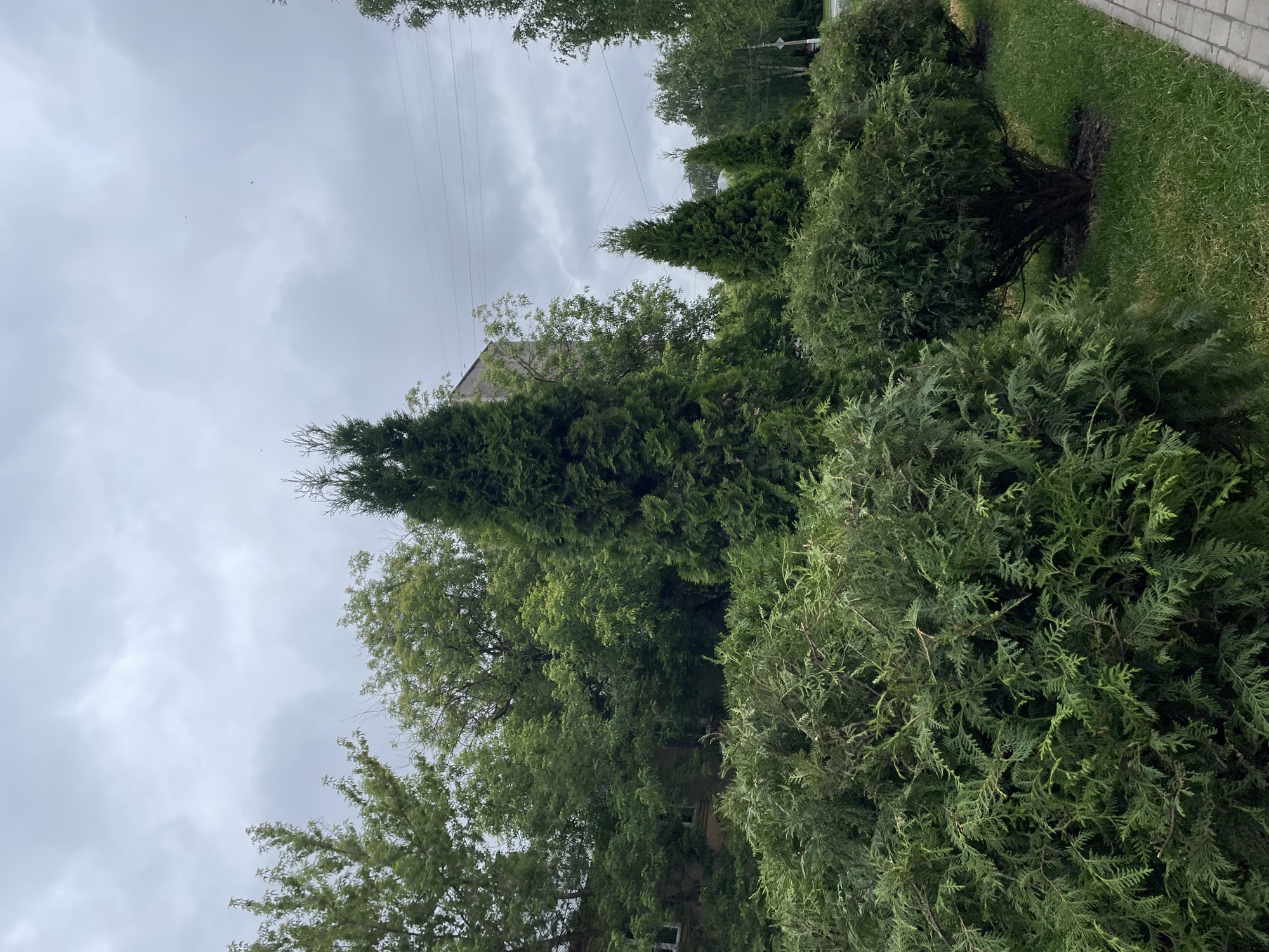 Urban green space documented in Izhevsk, Russia