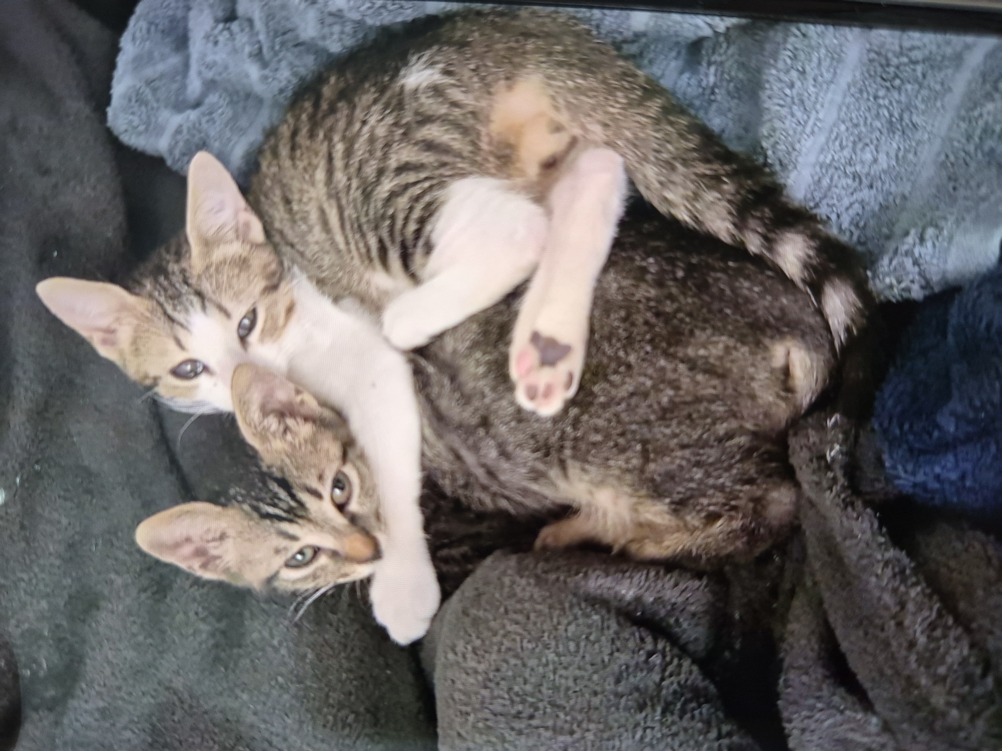 Two tabby kittens cuddle up on a fuzzy gray blanket.