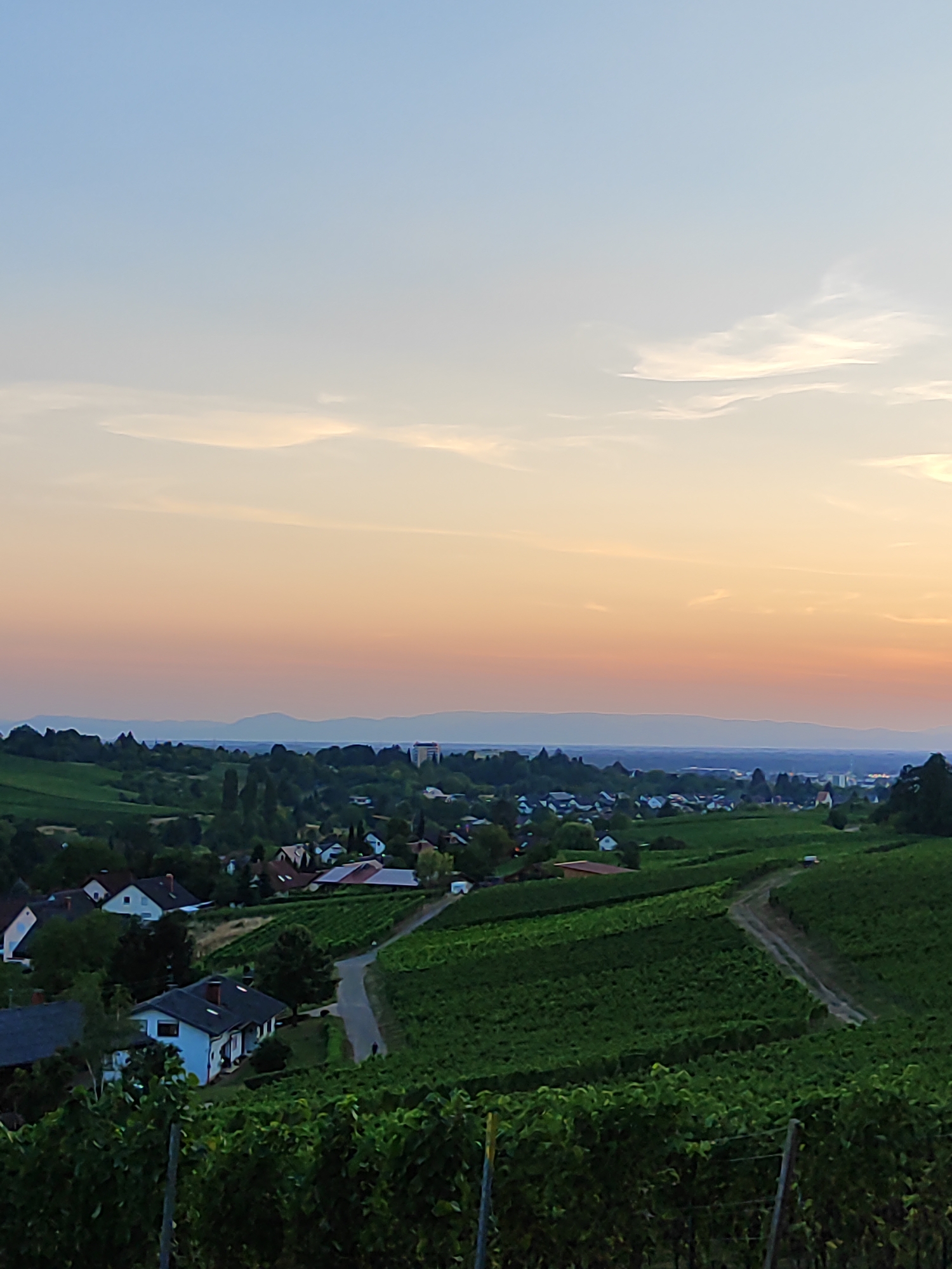 Dusk over an Offenburg vineyard, late summer evening