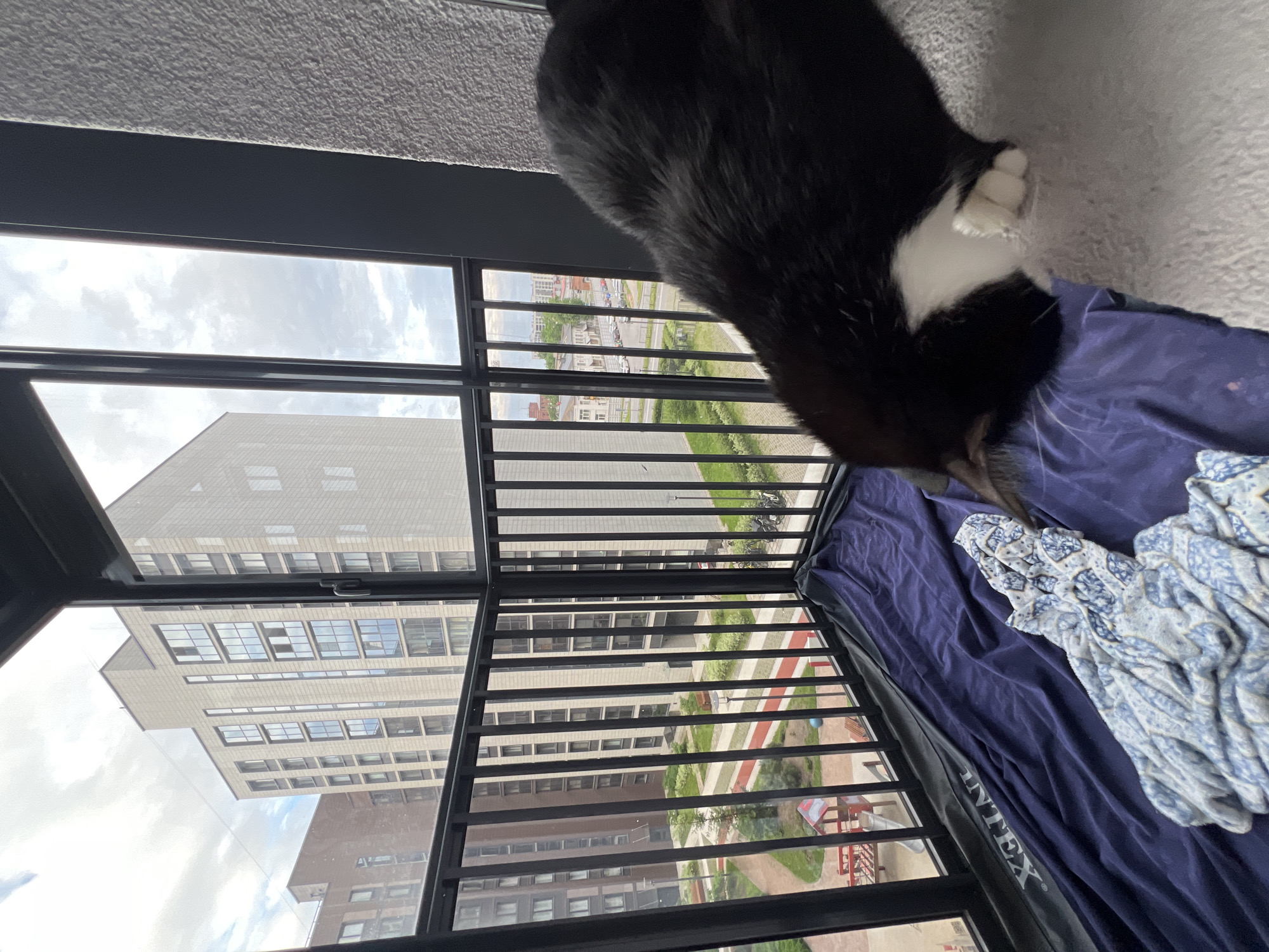 Tuxedo cat and urban views captured from Saint Petersburg apartment