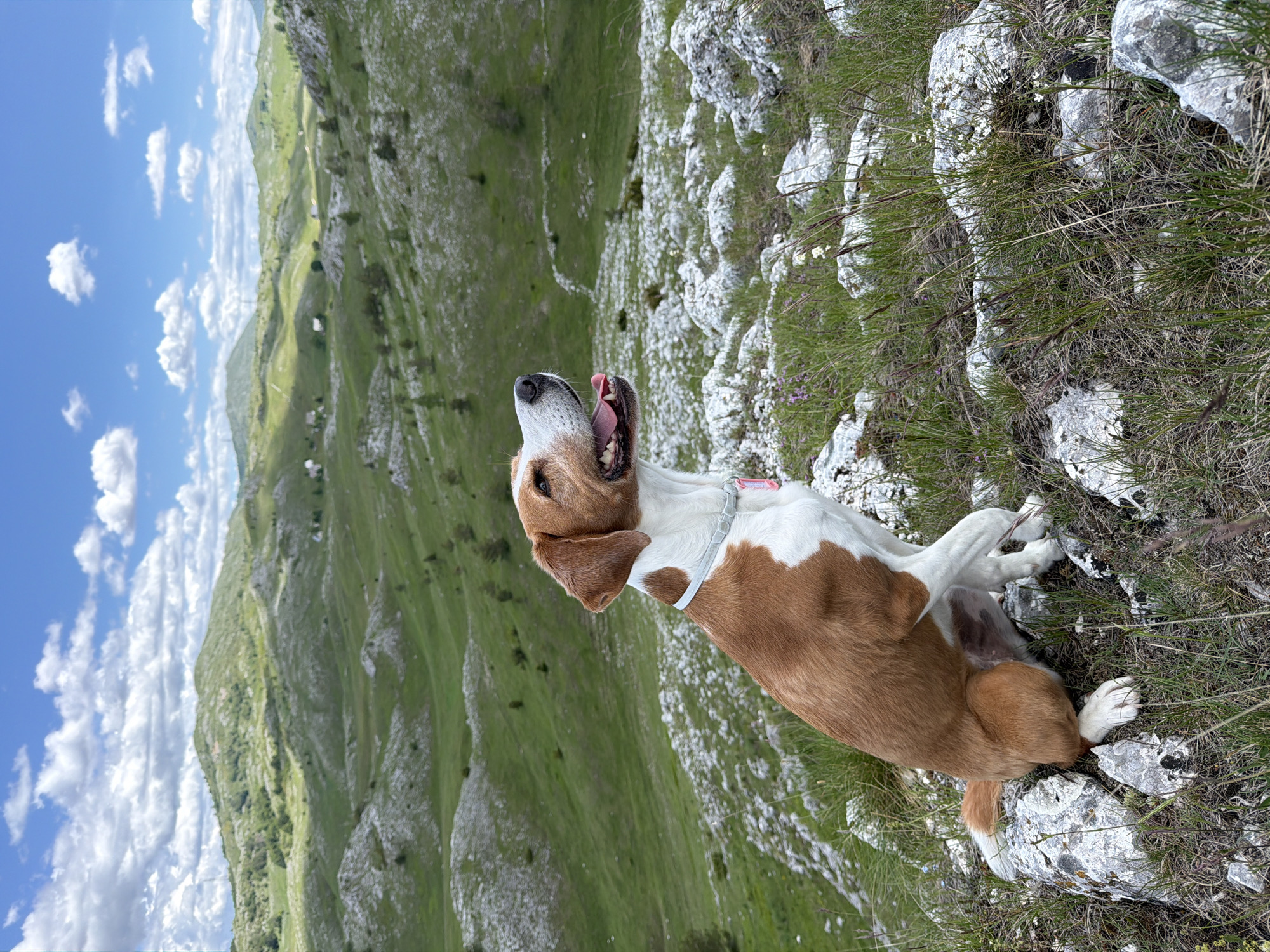 Rural life documented in Javorje, Montenegro countryside