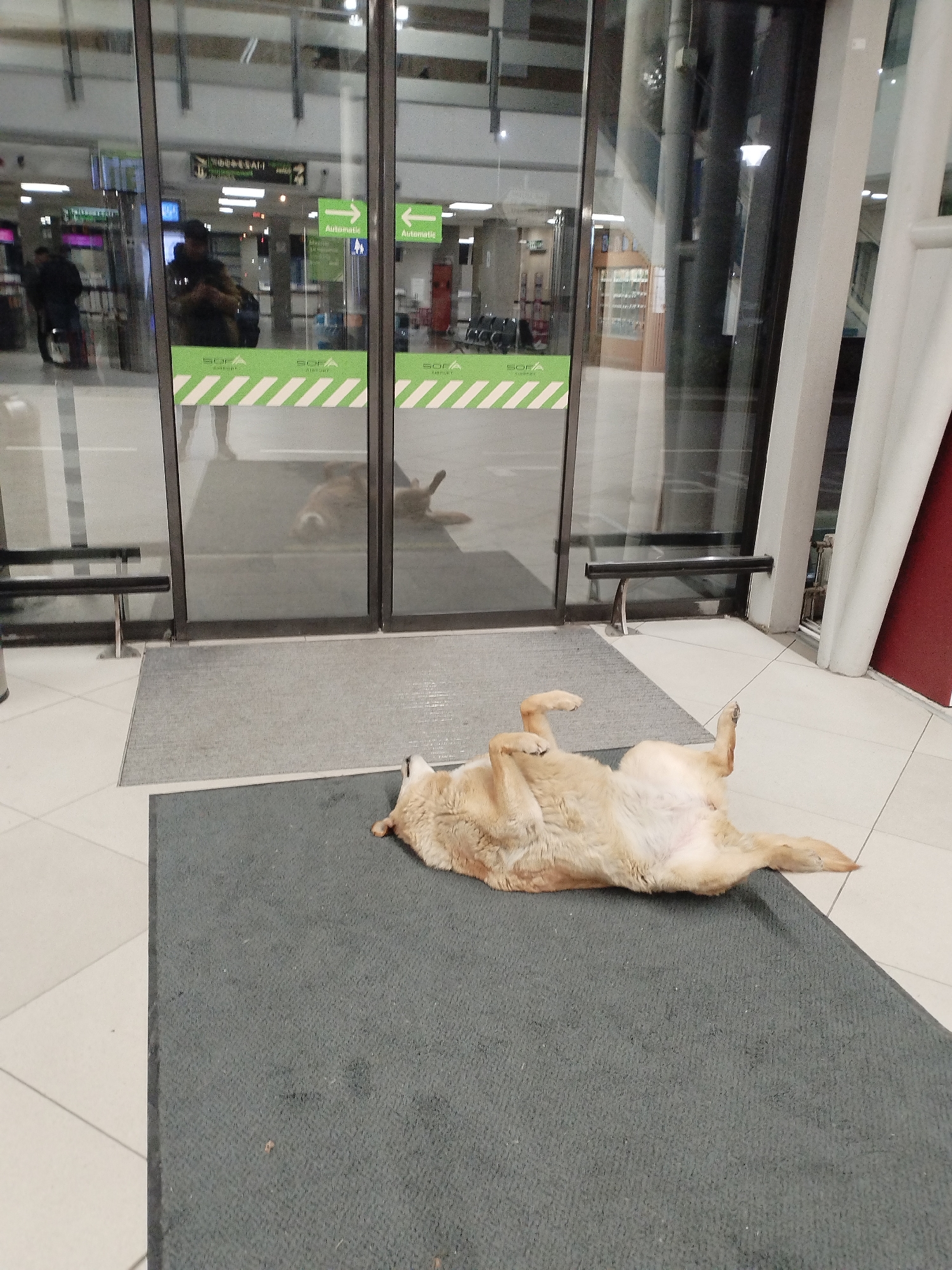 Dog relaxes on back at Sofia Airport terminal