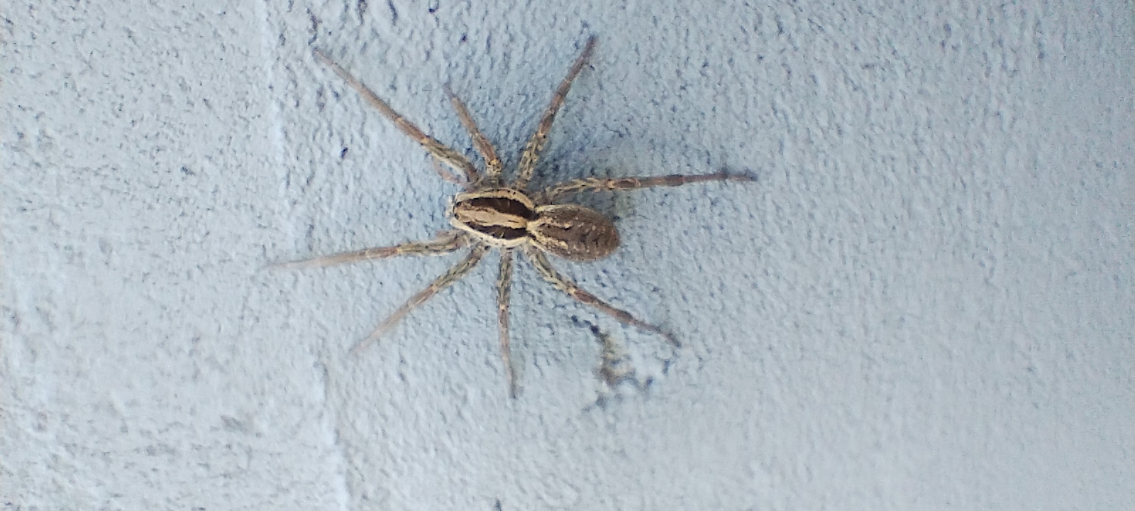Striped spider resting on a rough wall in Radisne