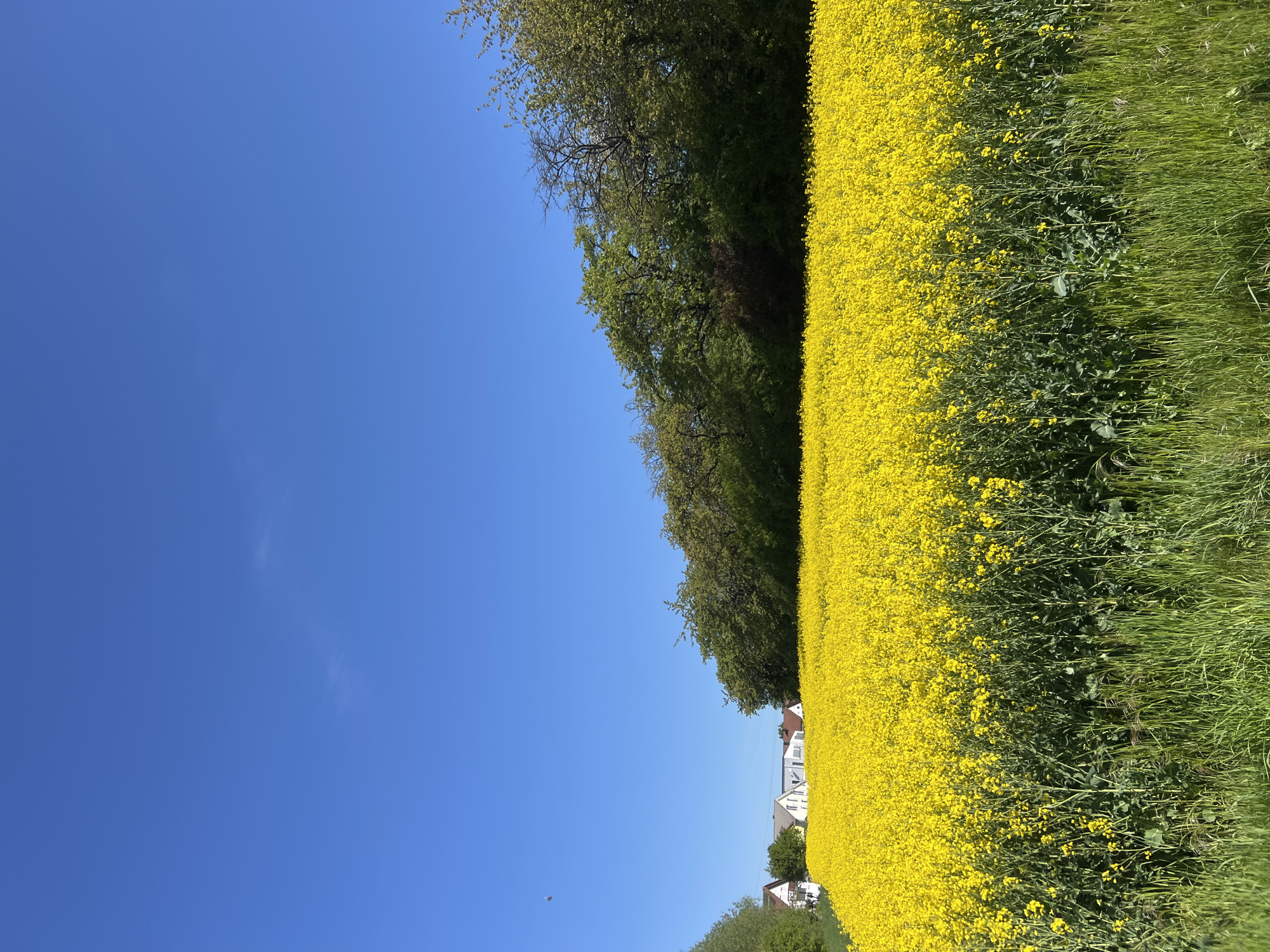 Rural road winds through green countryside under clear skies