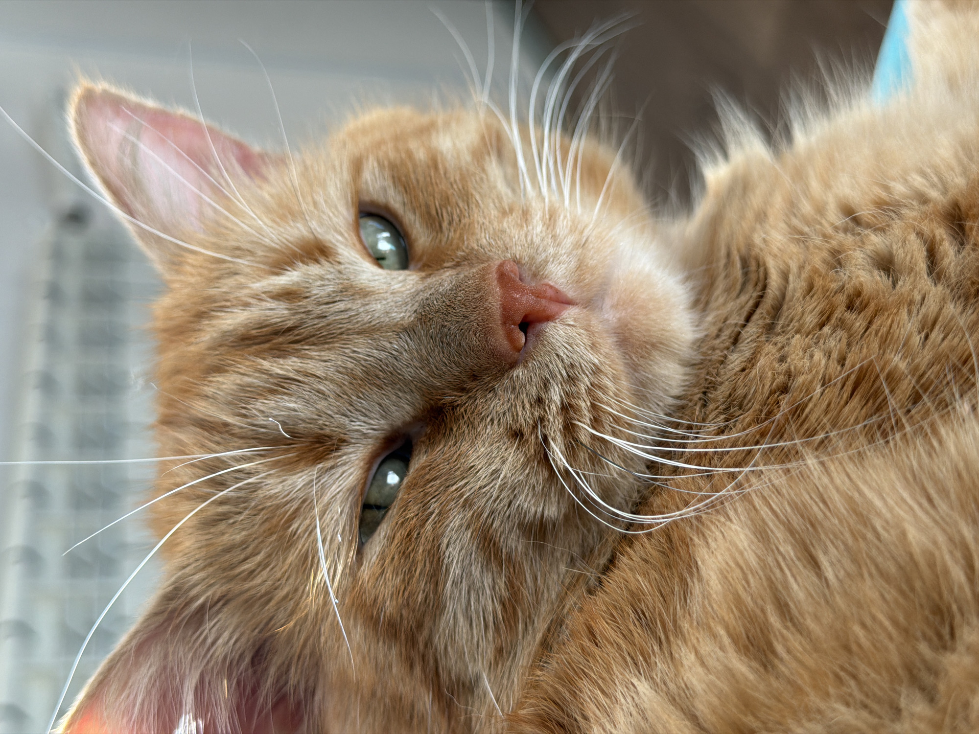 Ginger tabby cat relaxing at home in Kolpino