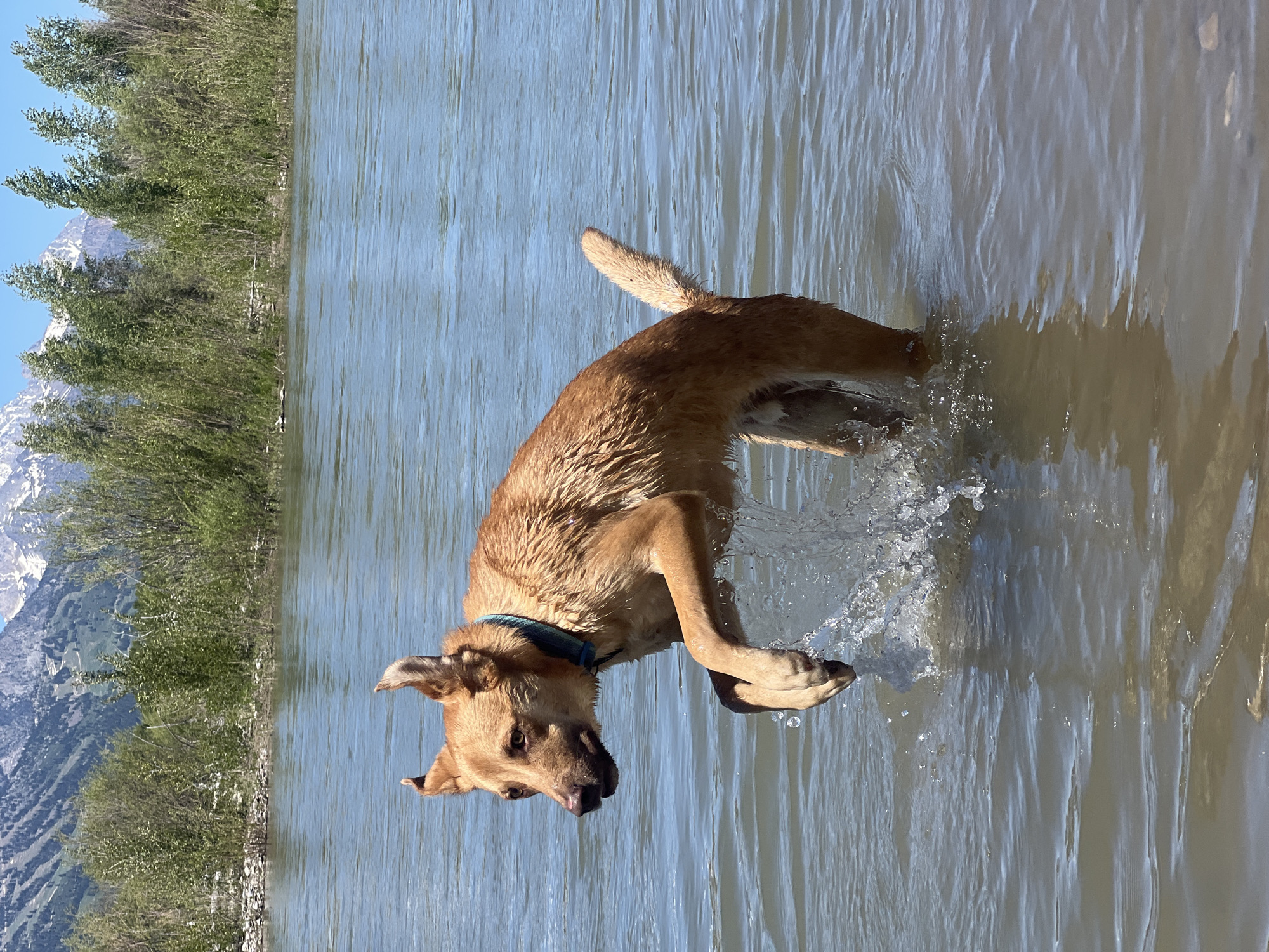 Dog plays in river near Wilson, Wyoming mountains