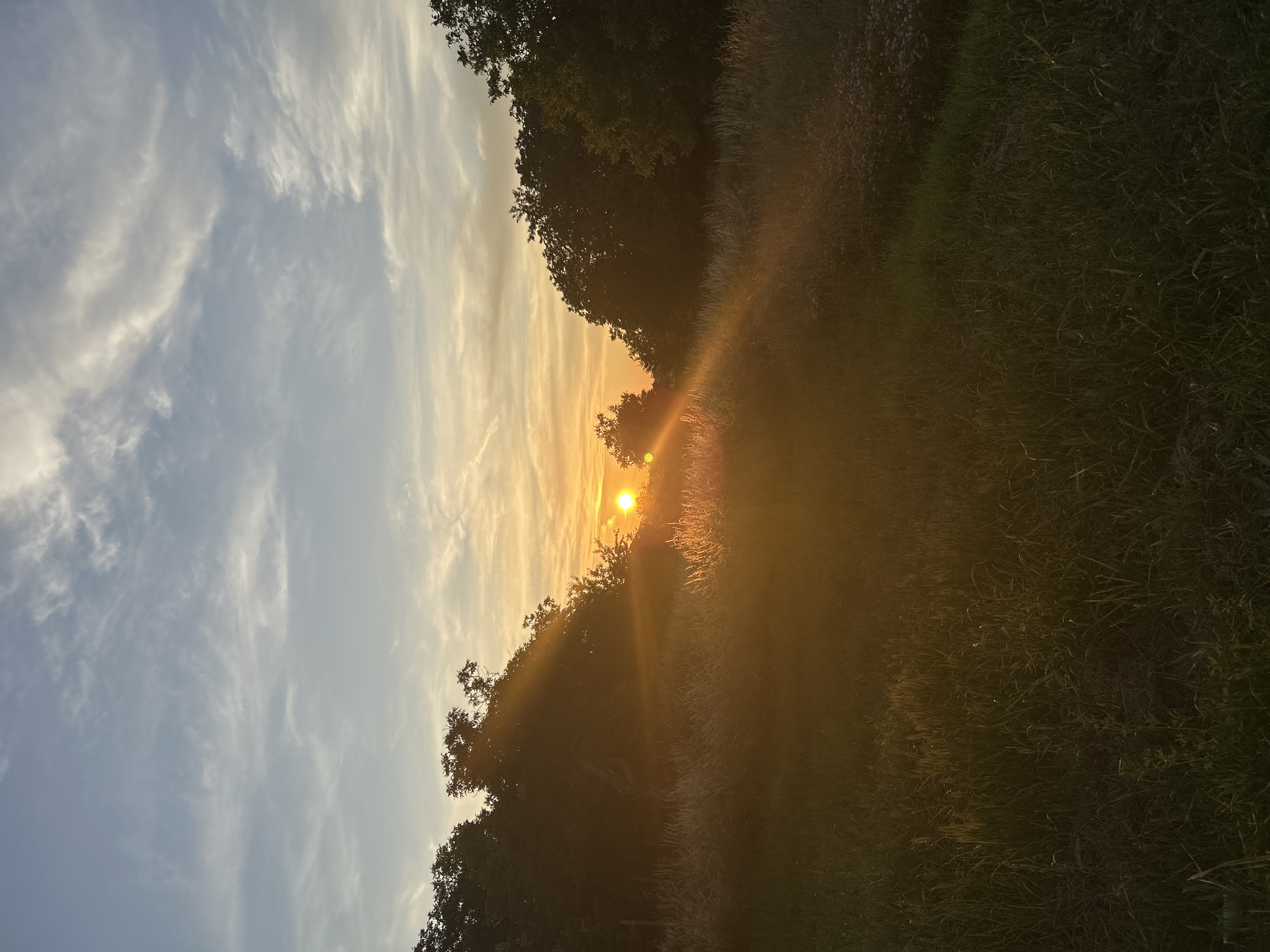 Witness documents sunset moments with dog in grassy field
