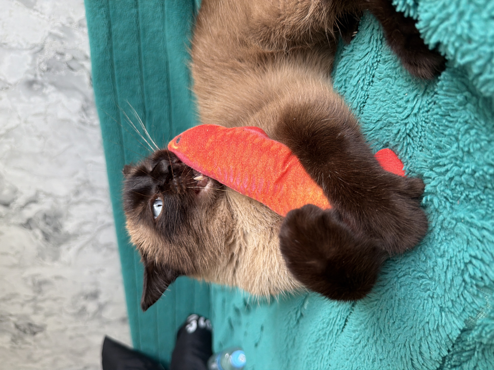 Siamese cat plays and naps on a teal blanket in Tujmazy
