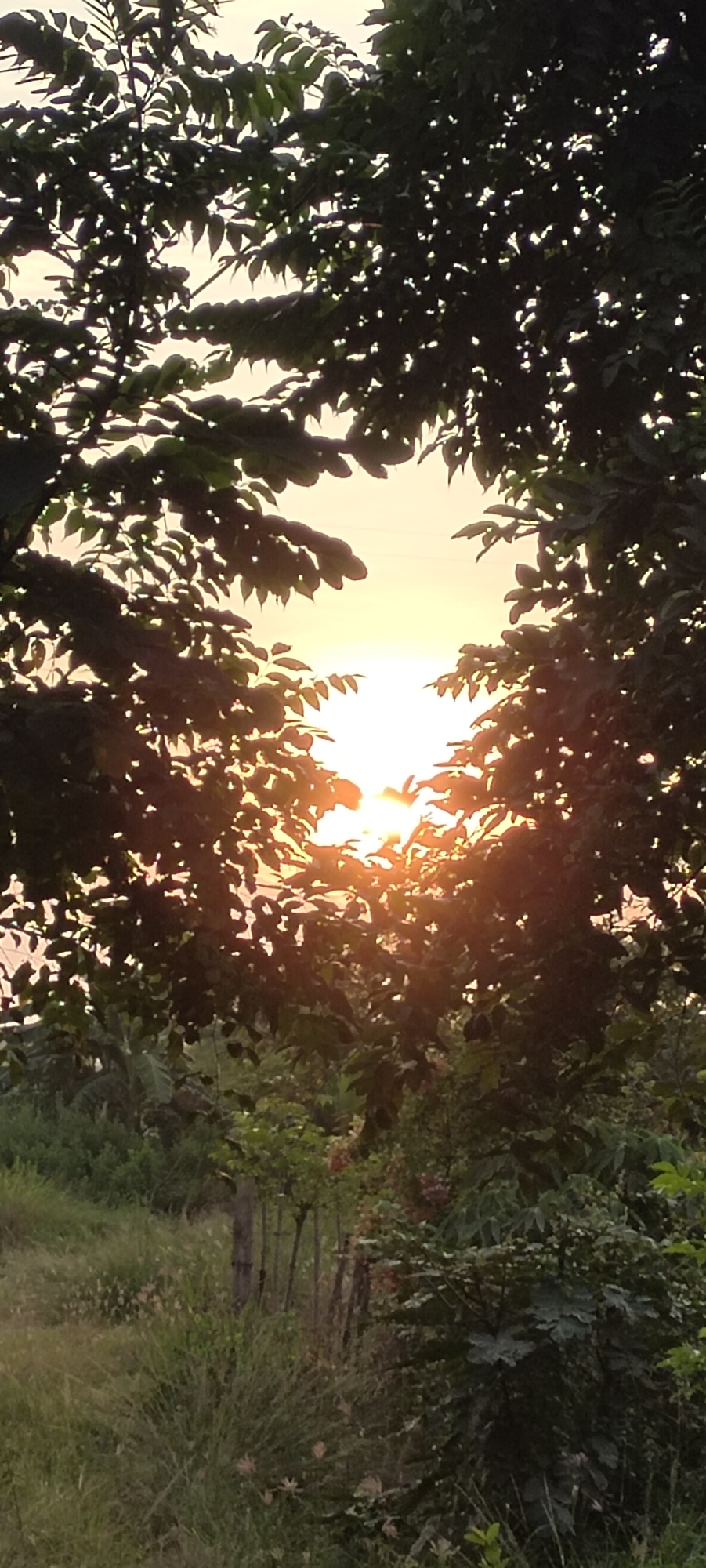 Sunset through the trees in Lhokseumawe, Indonesia