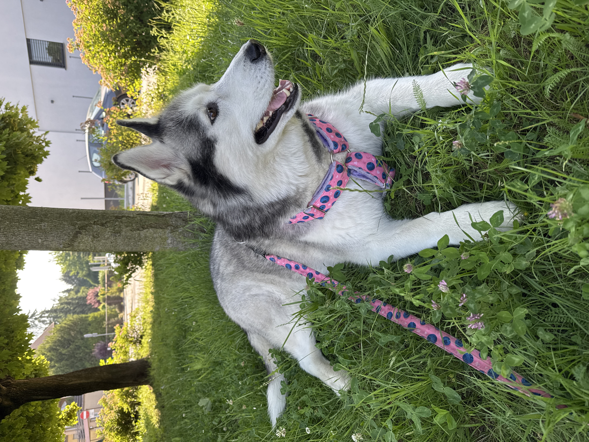 Husky relaxes on grass, rolling around in a pink harness