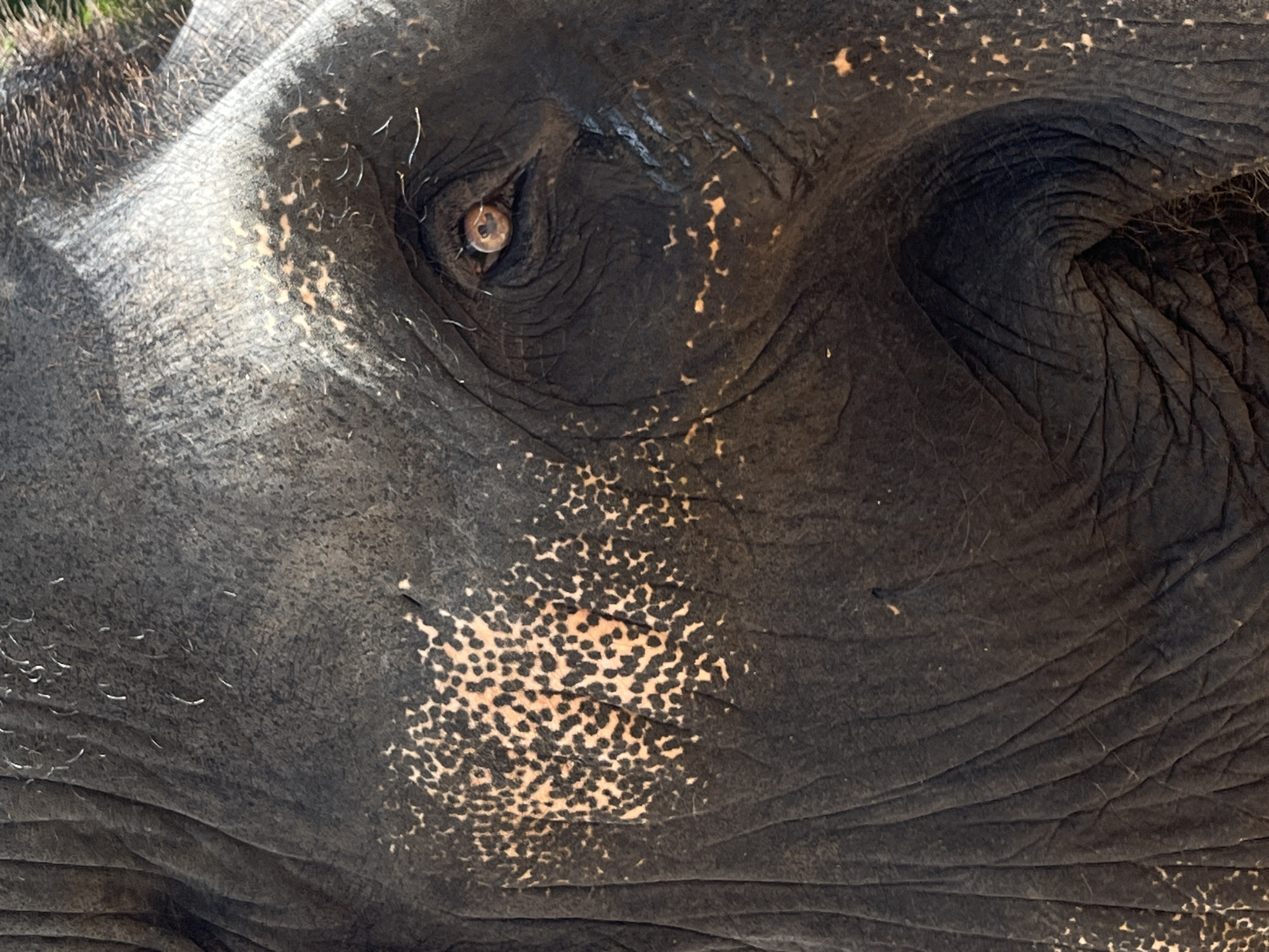 Elephant close-up photographed in Hiriwadunna, Sri Lanka