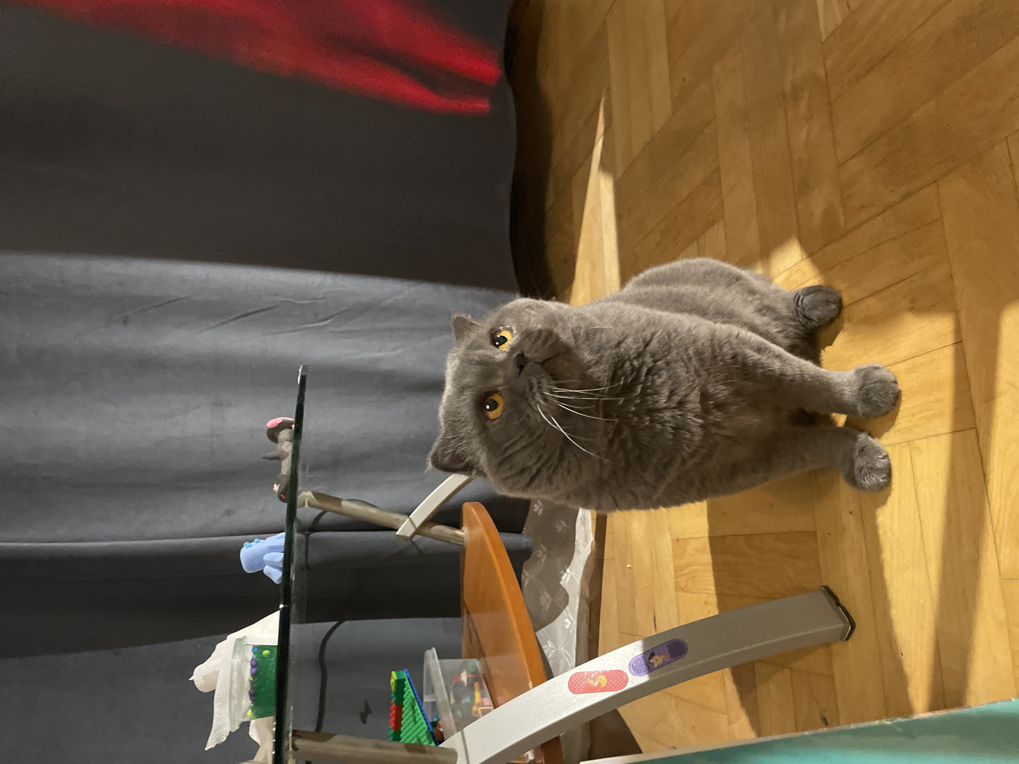 Scottish Fold cat plays with rubber ducks indoors