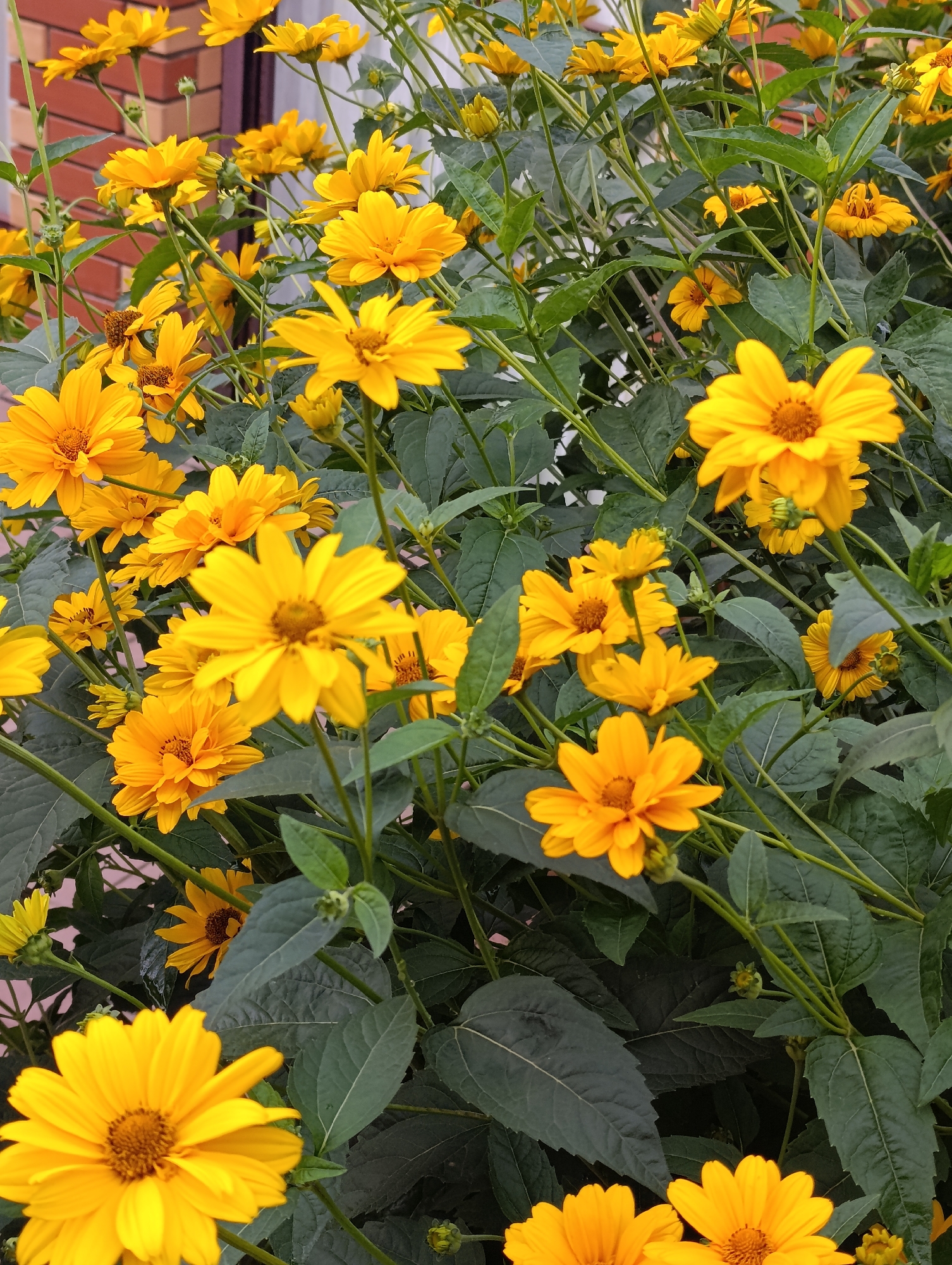 Wet flowers and fresh fruit in an Artyom garden after rain