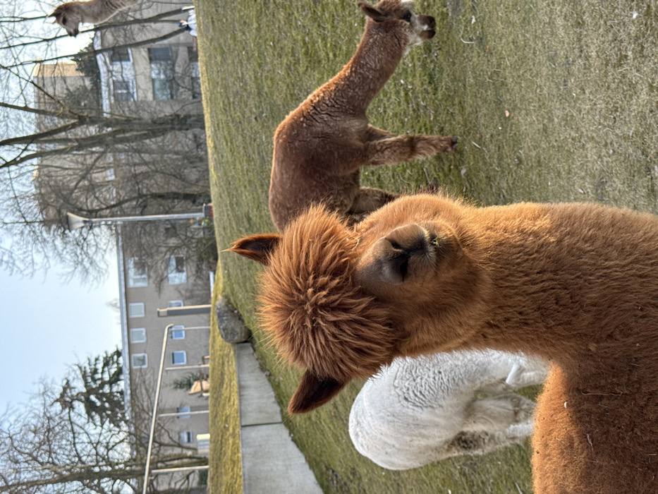 Alpacas and Chihuahuas documented across multiple Berlin locations