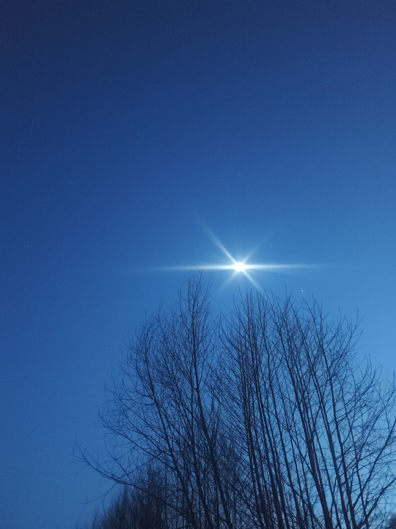 Bright celestial object with lens flares observed alongside cat sighting