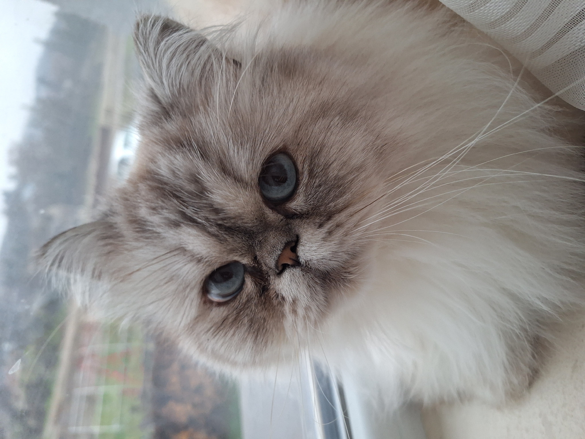 Indoor moments with cat and woman in Panagyurishte