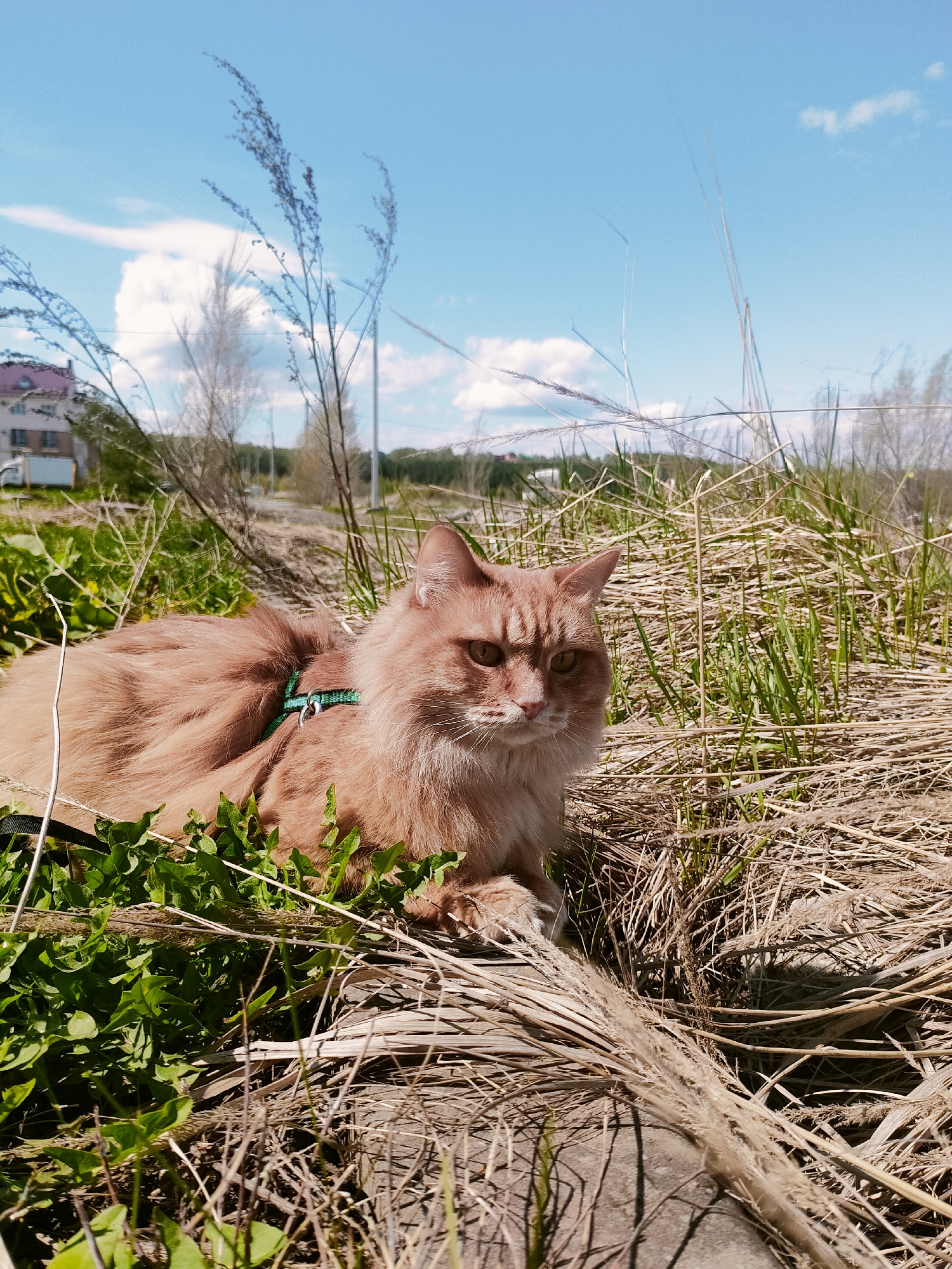 Harnessed ginger cat spotted indoors and outdoors in Ufa