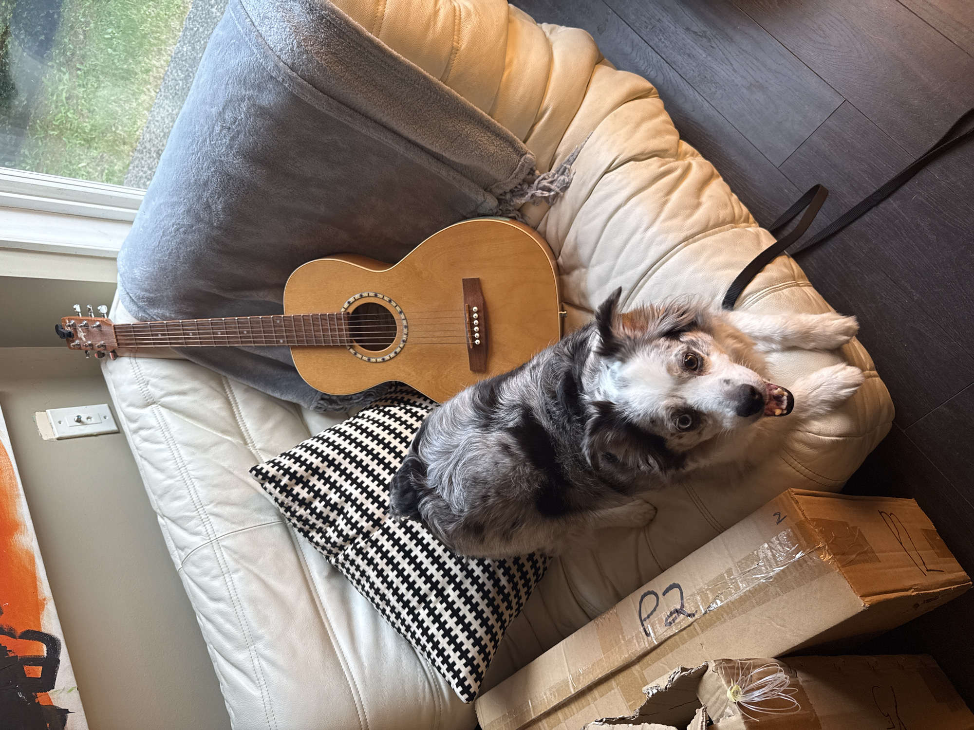 Dog shares couch with guitar in North Vancouver home