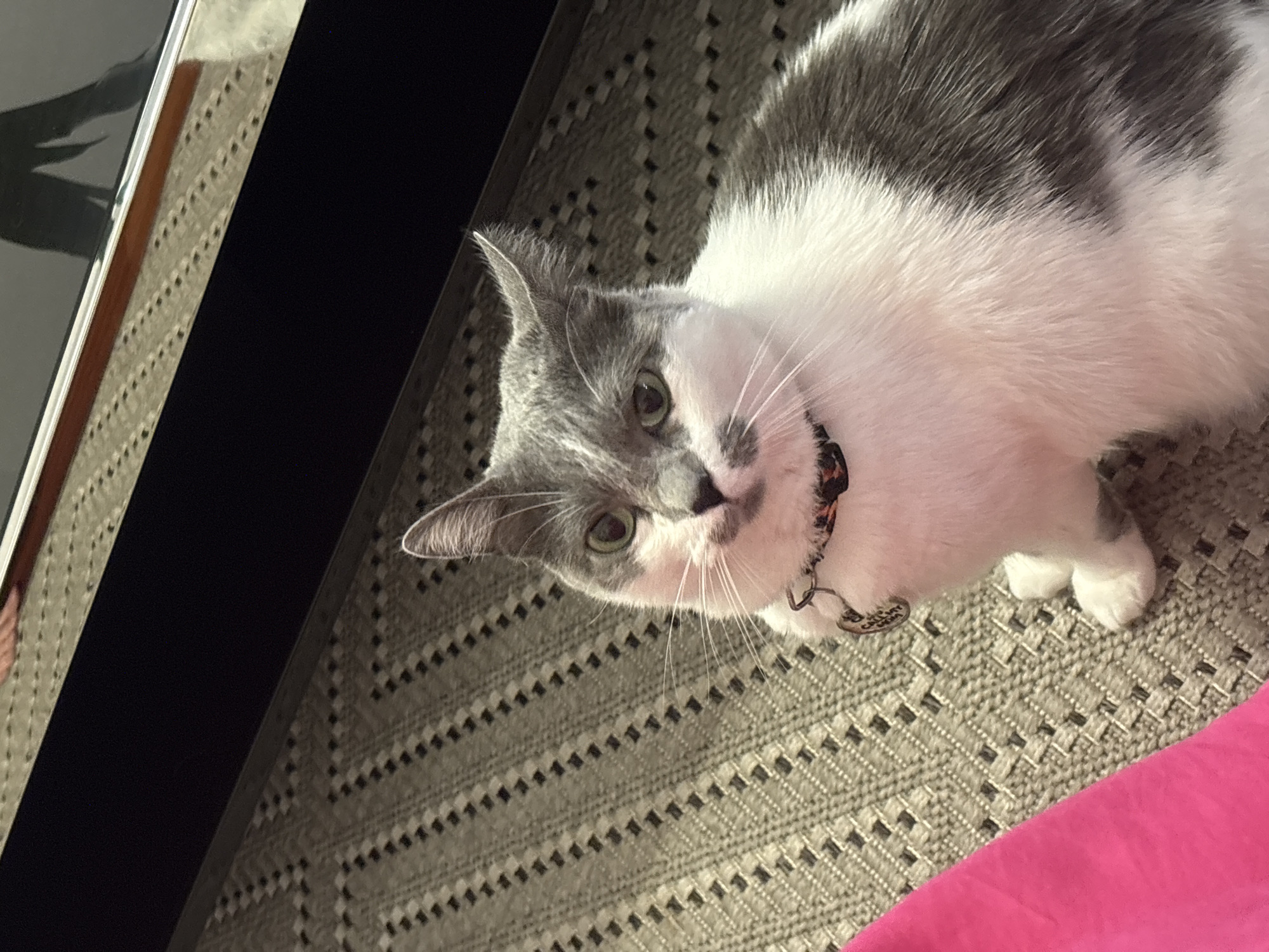 Cat rests on rug in Miraflores home