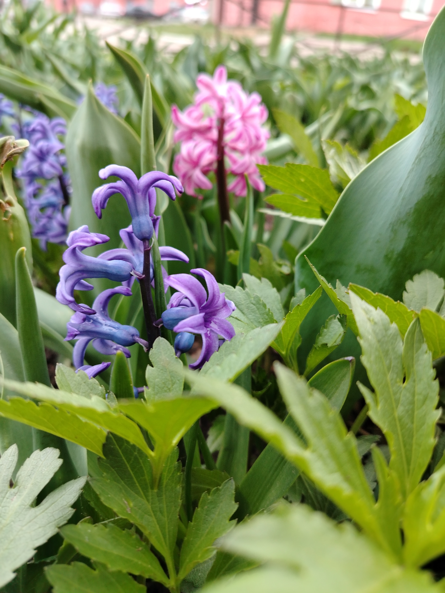 Spring garden visit captured by woman and child
