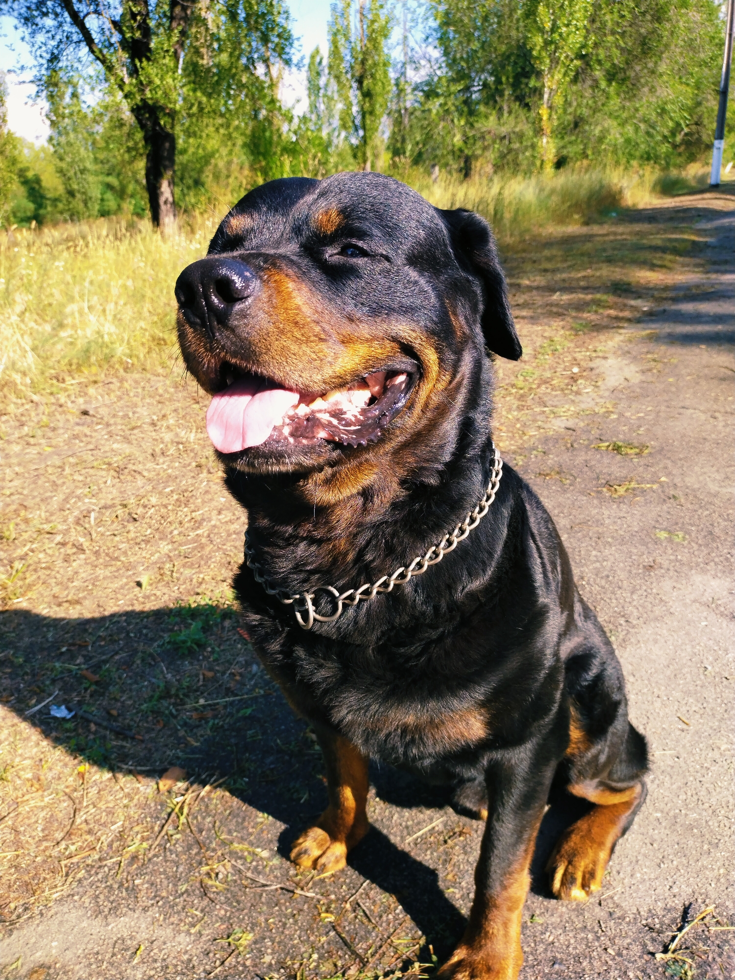 Rottweiler and wildflowers on a summer morning in Horishni Plavni