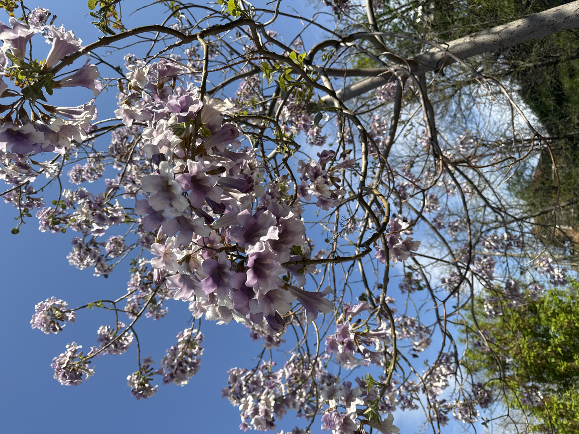 Spring blooms and skylight views documented in Plovdiv