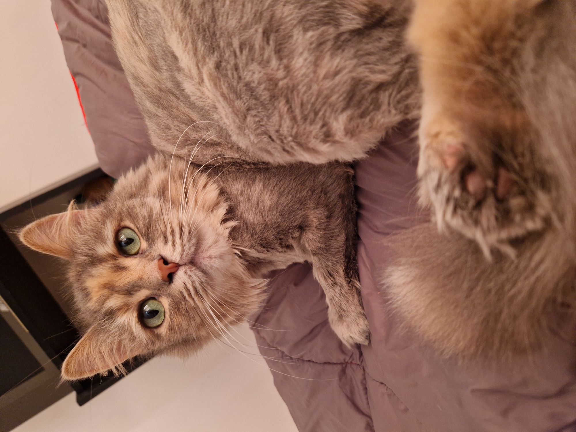 Multiple cats lounging on bedding in a Lovech home