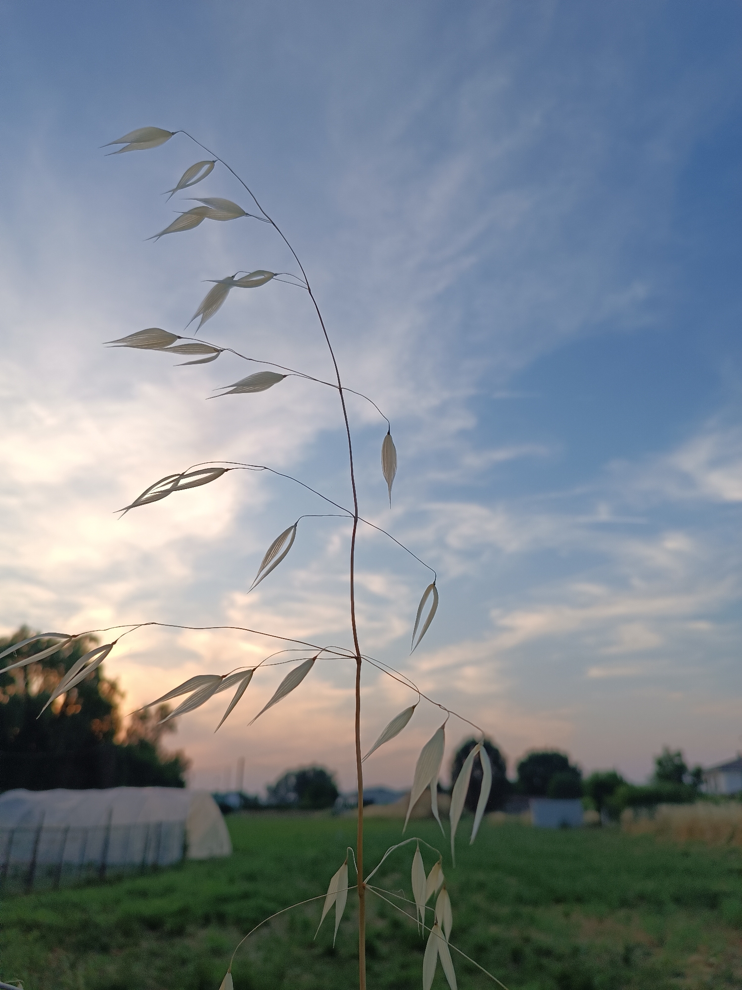 Rural sunset scenes and sleeping cat documented in Viadana