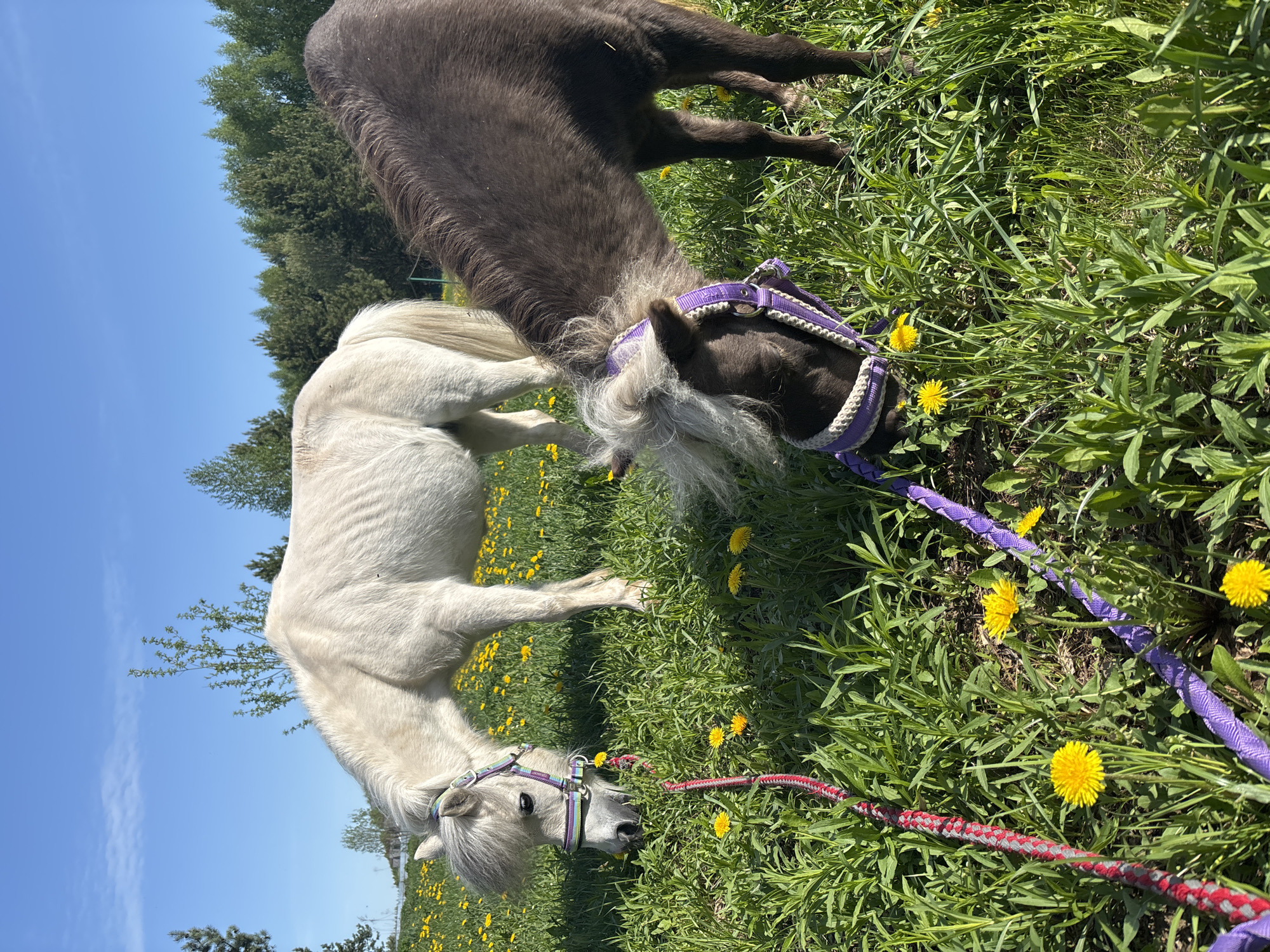 Morning pastoral scenes with horses documented in rural Russia