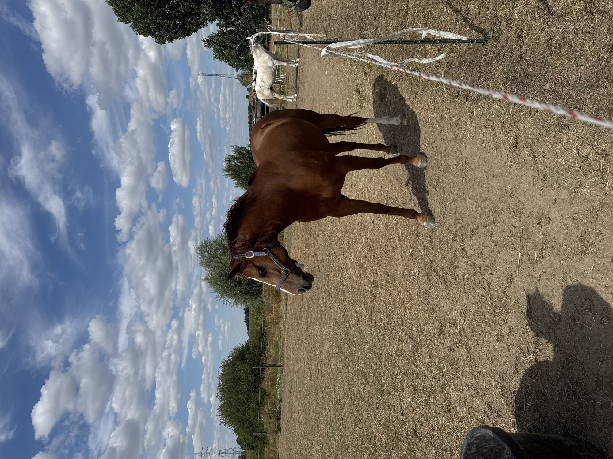 Horses in a dry summer paddock, Mouscron, Belgium