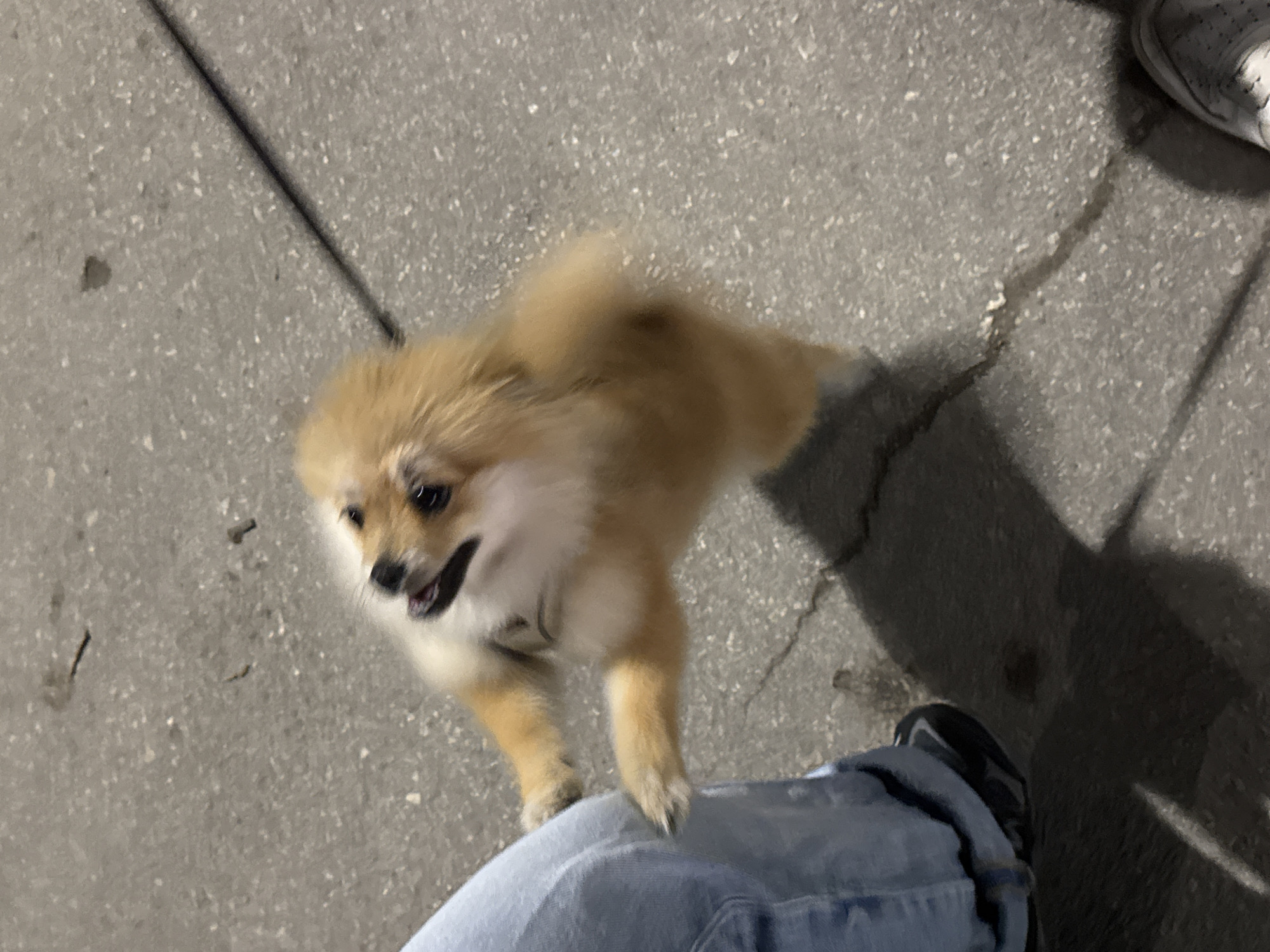 Dog and Young Men Gather on Concrete in Topoli