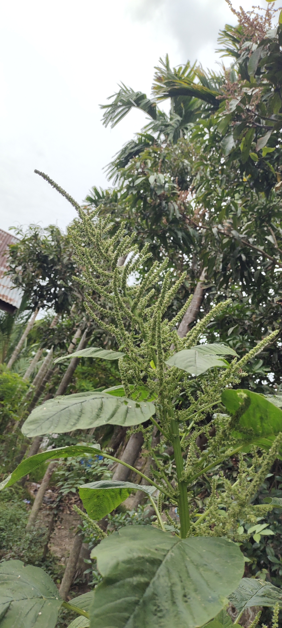 Langnibong, Indonesia