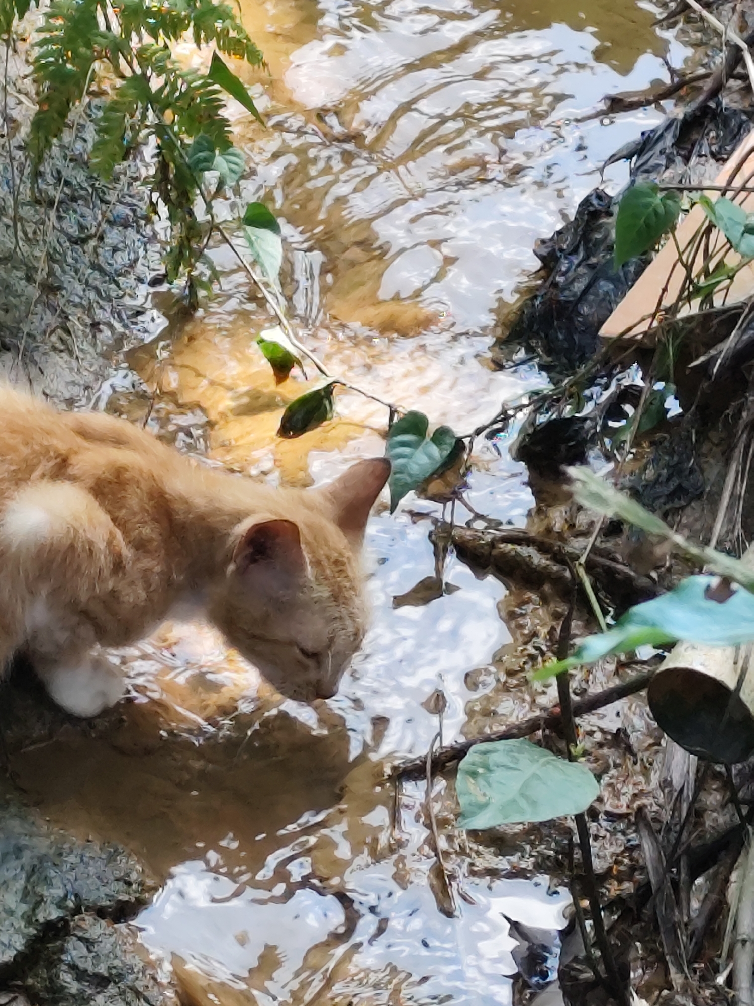 Street cat, selfies, and everyday scenes from an urban neighborhood